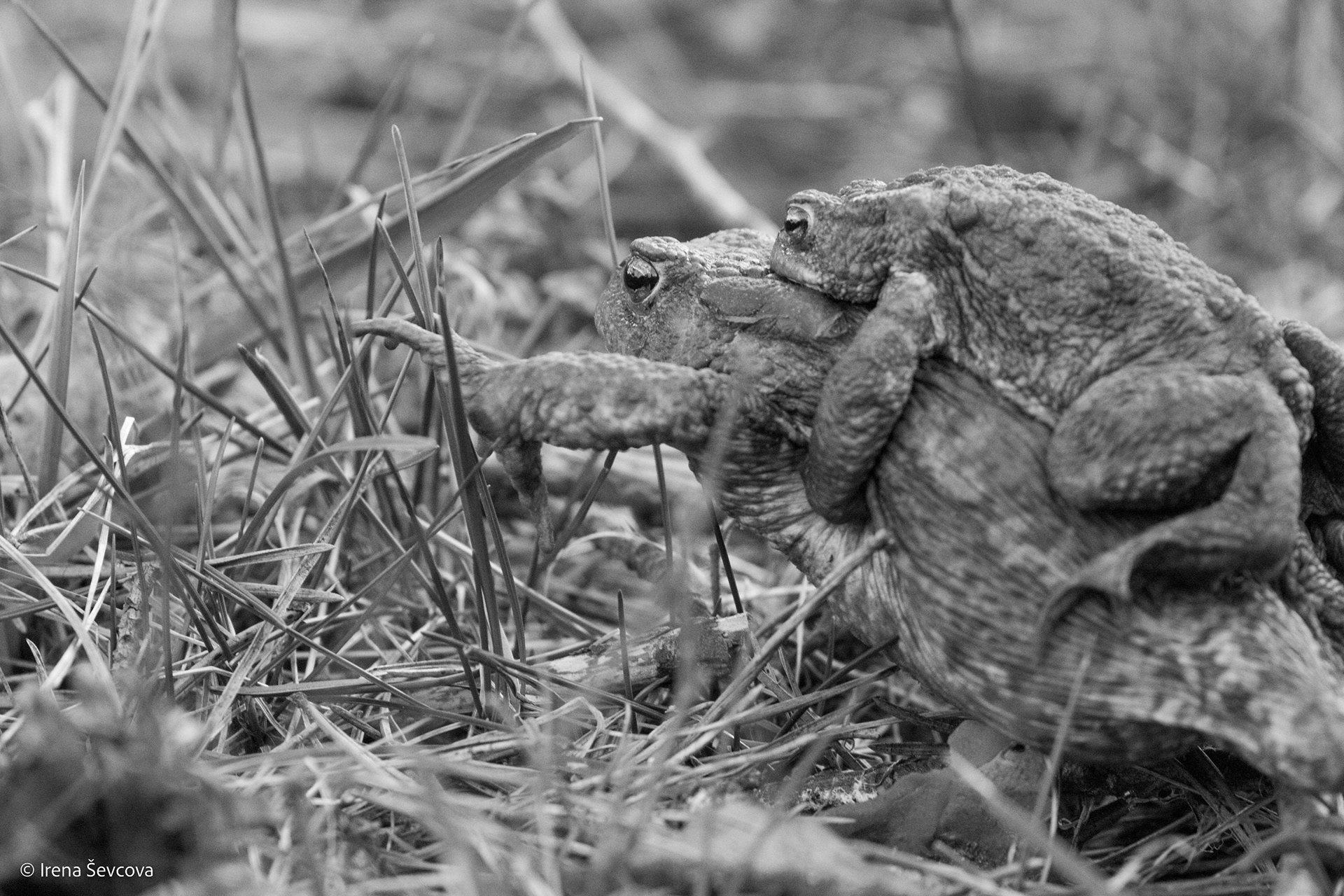 Woman's Part/Moters Dalia