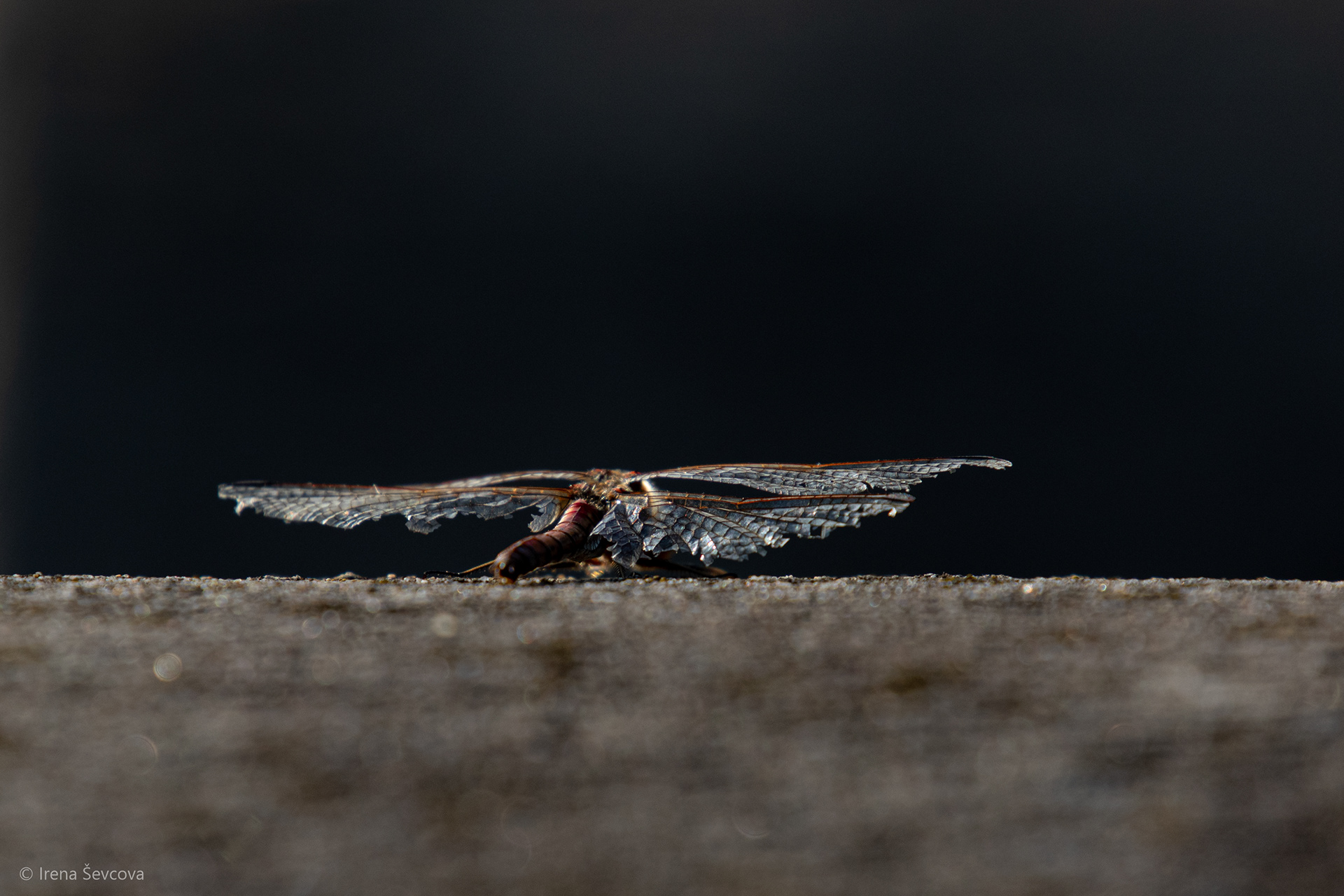 Tired Wings/Pvargę Sparneliai
