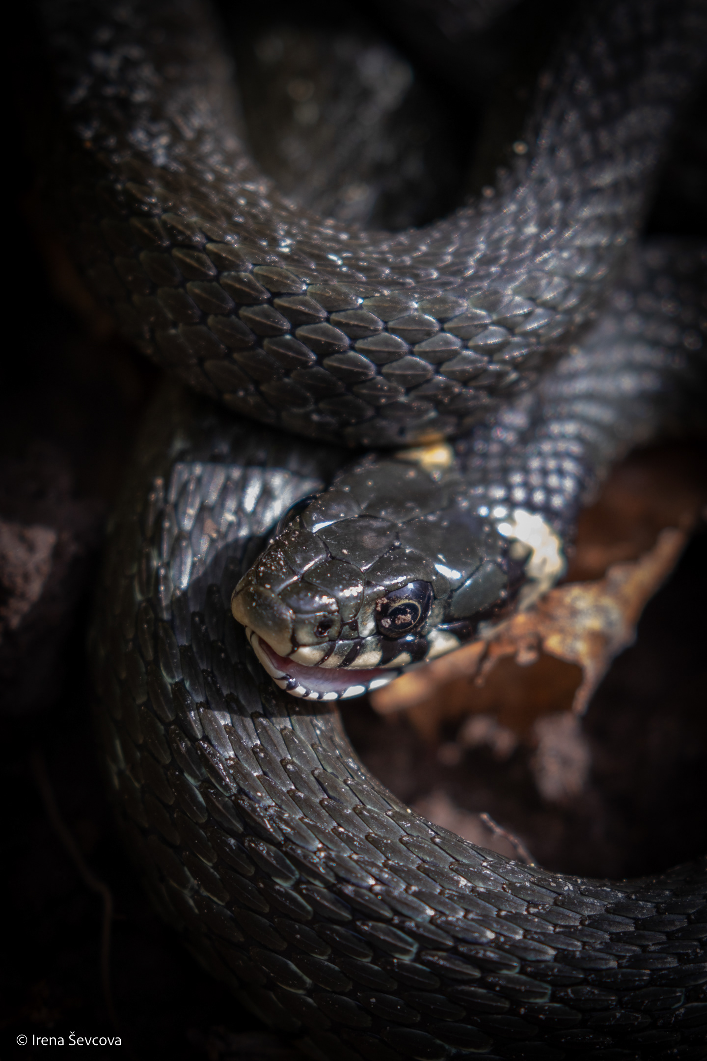 I'm Pink And Soft Inside.../Viduje Esu Rožinis Ir Švelnus