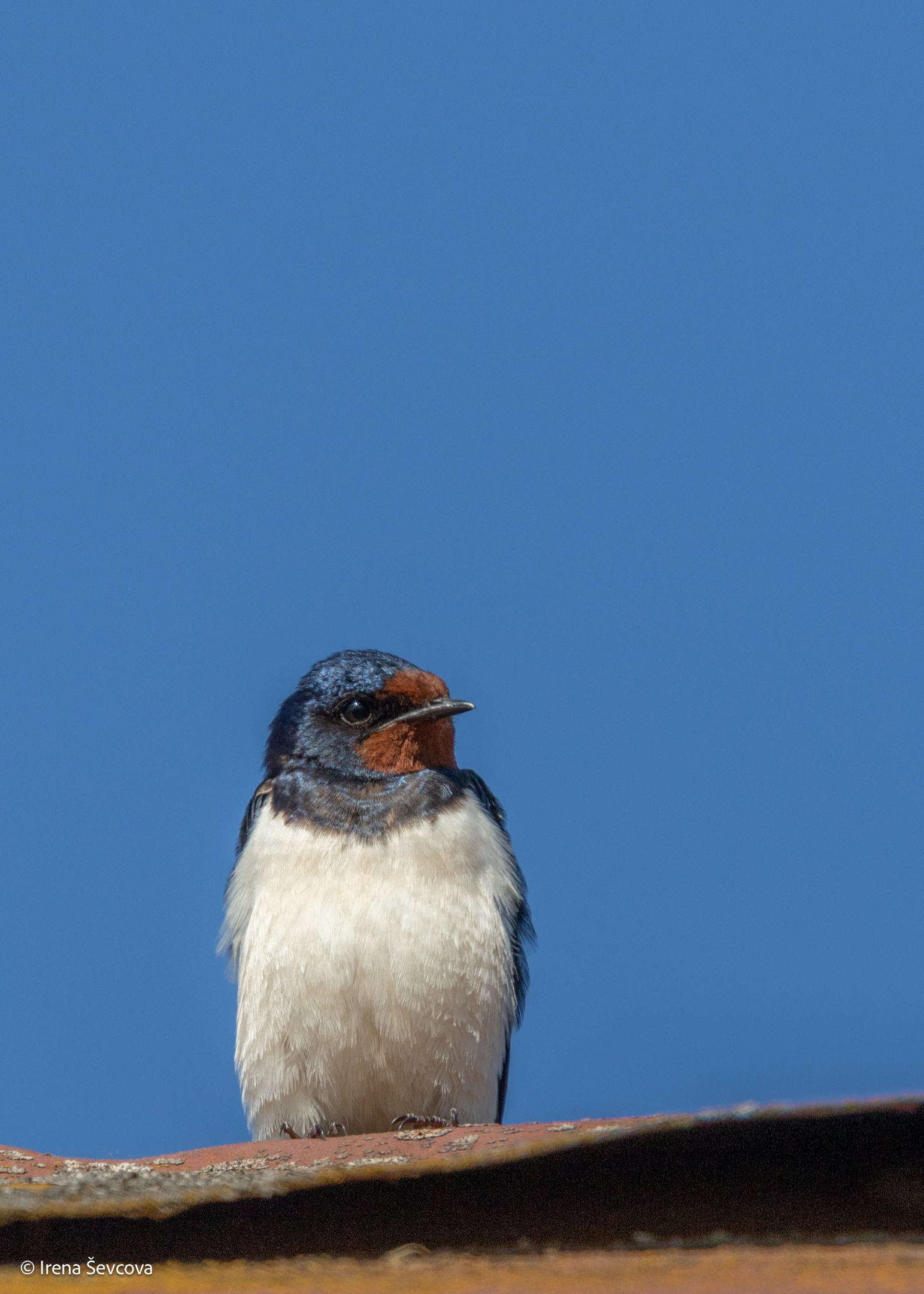 Minipenguin/ Minipingvinas