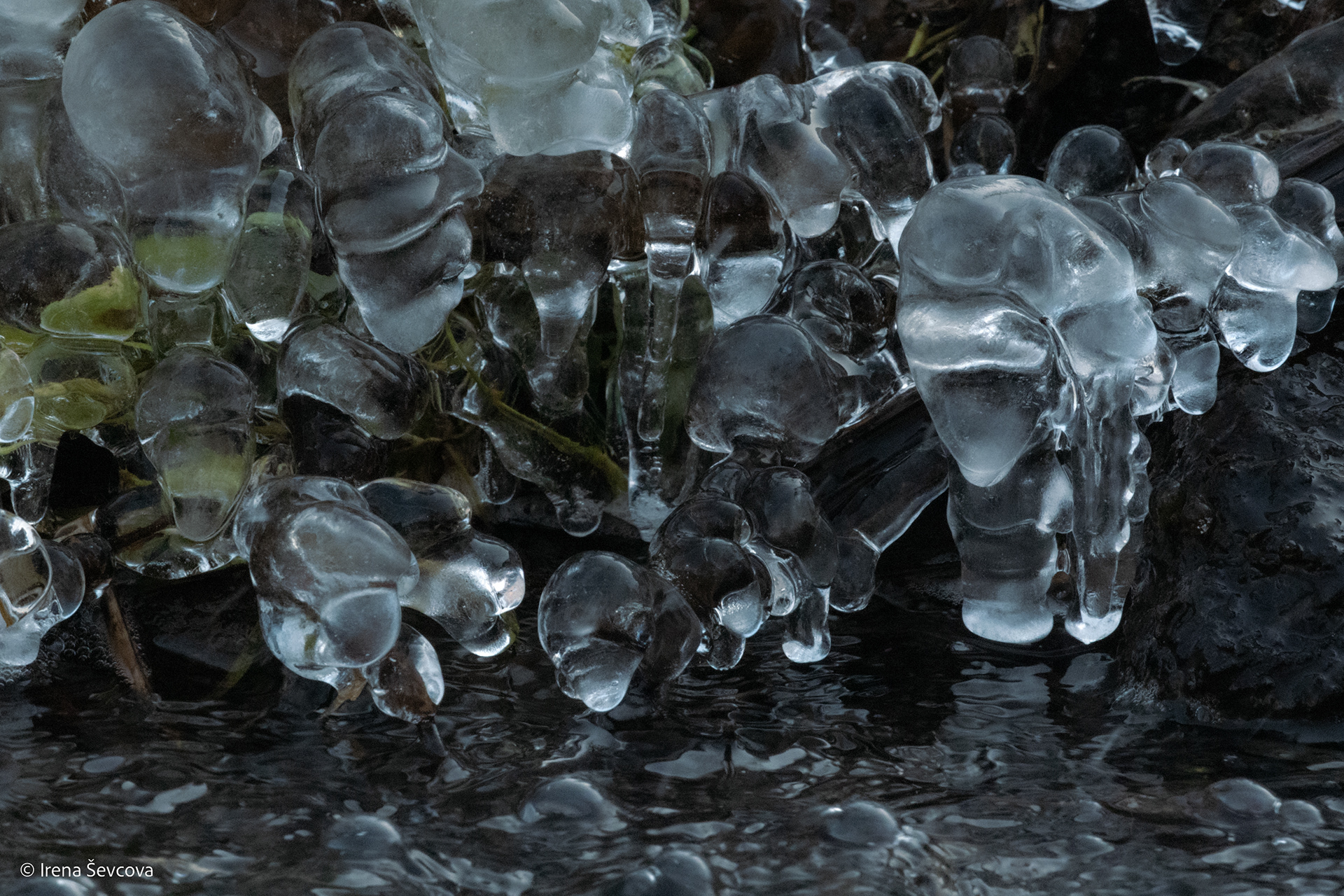 Gathered At Watering Hole/ Susirinkę Prie Šaltinio