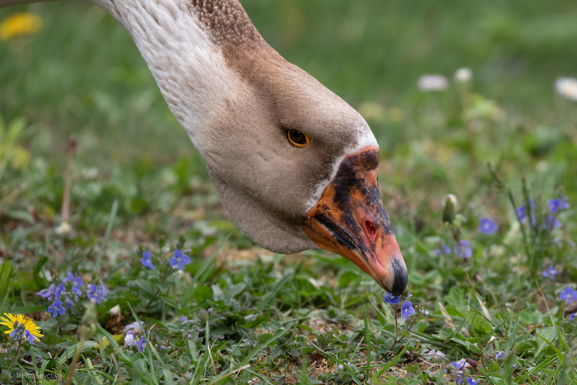 Goose Sapiens/Žąsis Sapiens