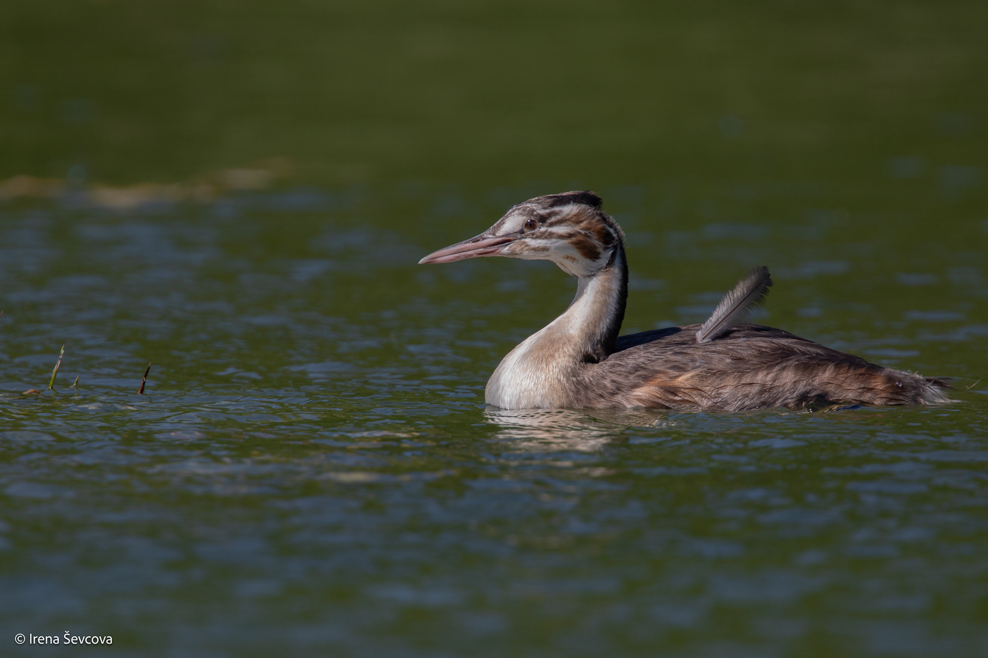 Nereikalinga plunksnelė