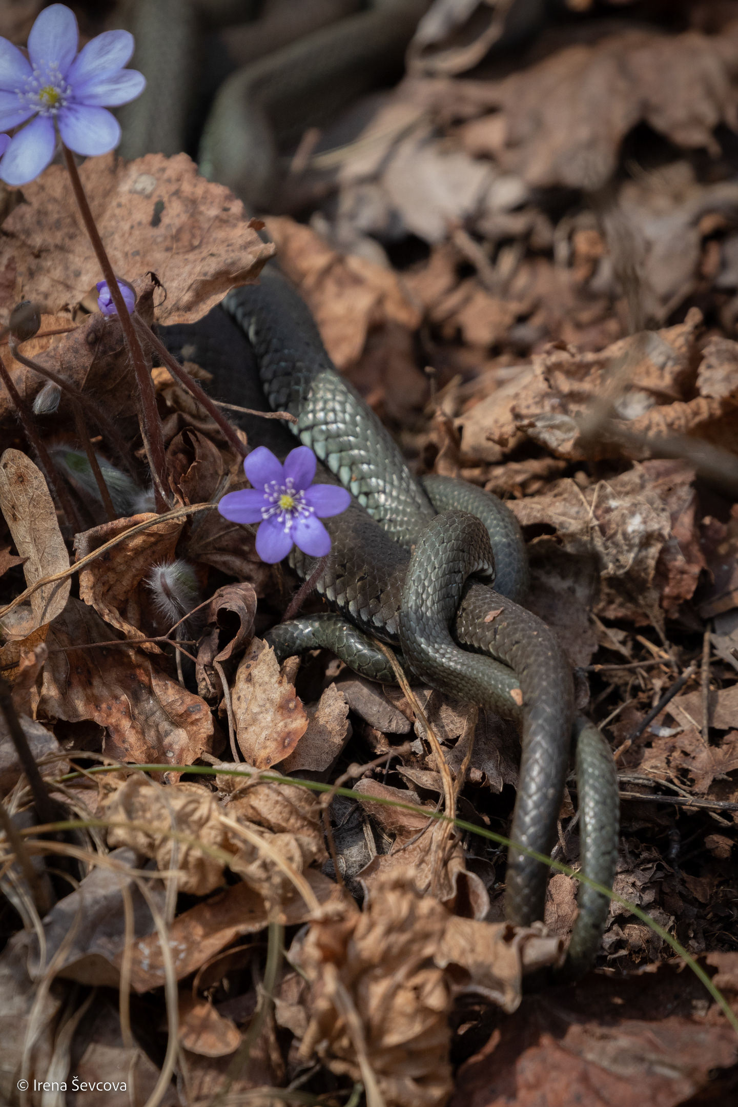 One Flower From Each Husband/ Po Gėlę Nuo Kiekvieno Vyro
