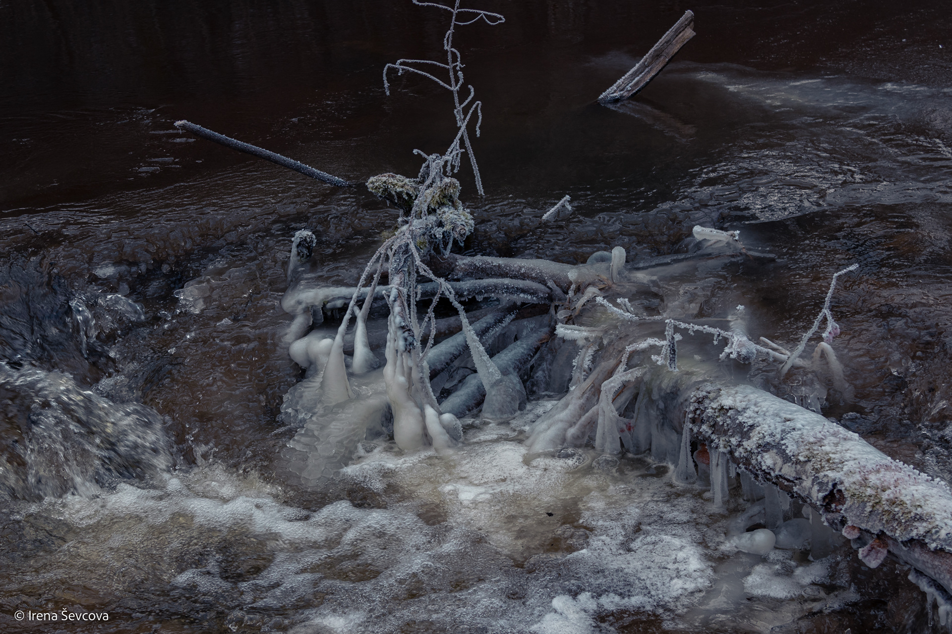 Bogged Down Dragonflies/ Įstrigę Laumžirgiai