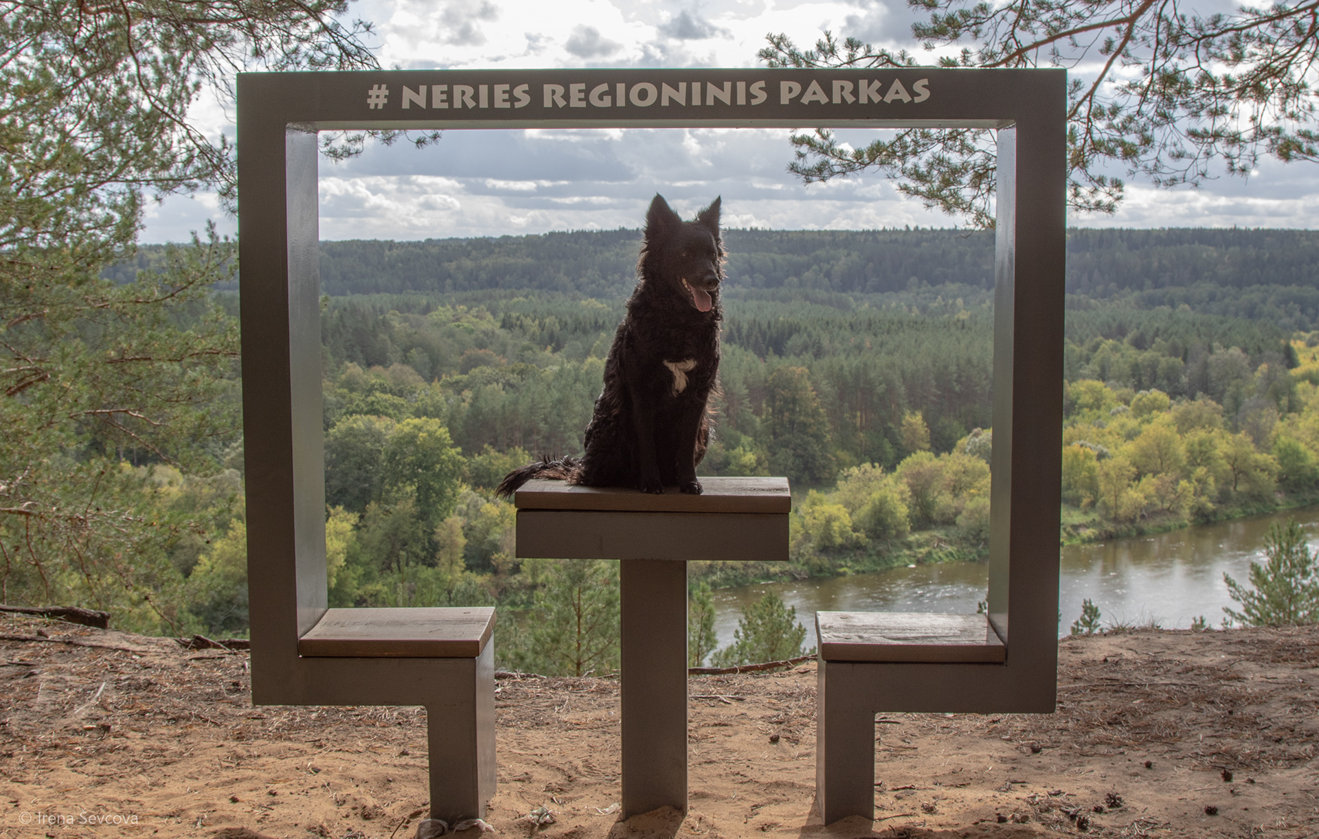 Sheba- Parks Ambassador