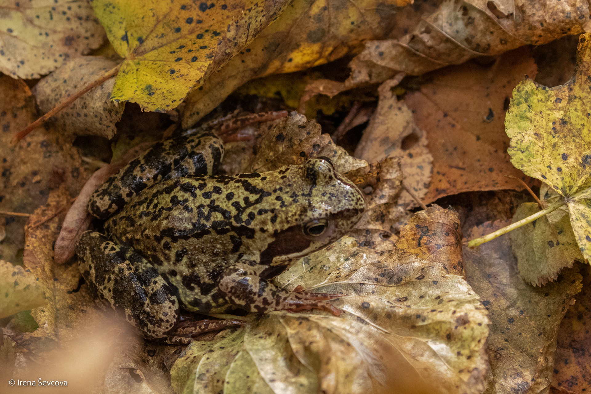 Autumn Coats/Rudeniniai Paltukai