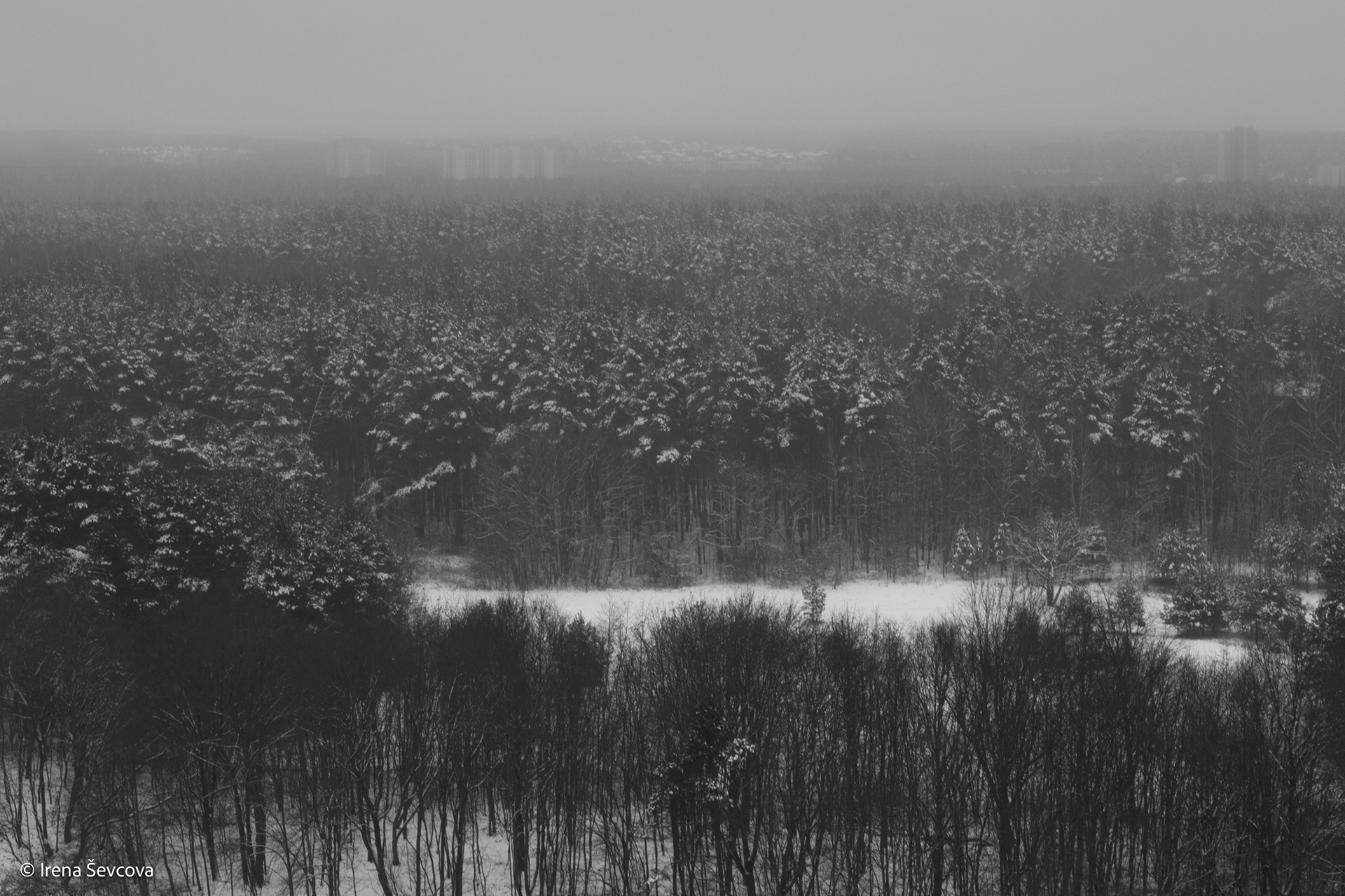 Lungs Of Planet