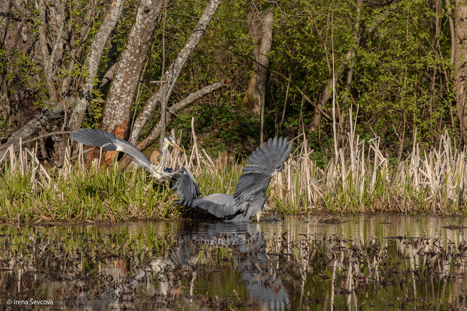 Žiūrėti, nekvėpuoti