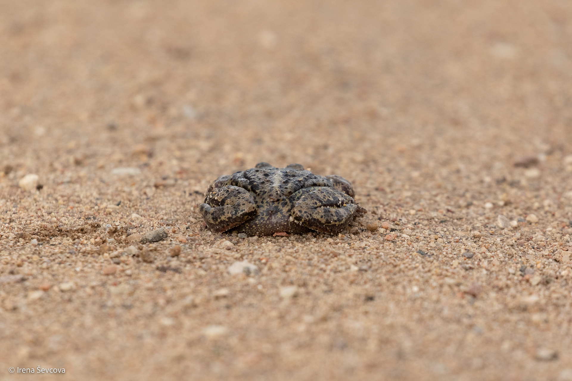 Perfect Shape/Tobula Forma