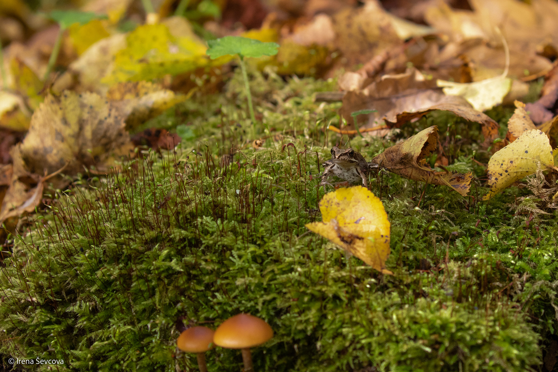 Landscape/Kraštovaizdis