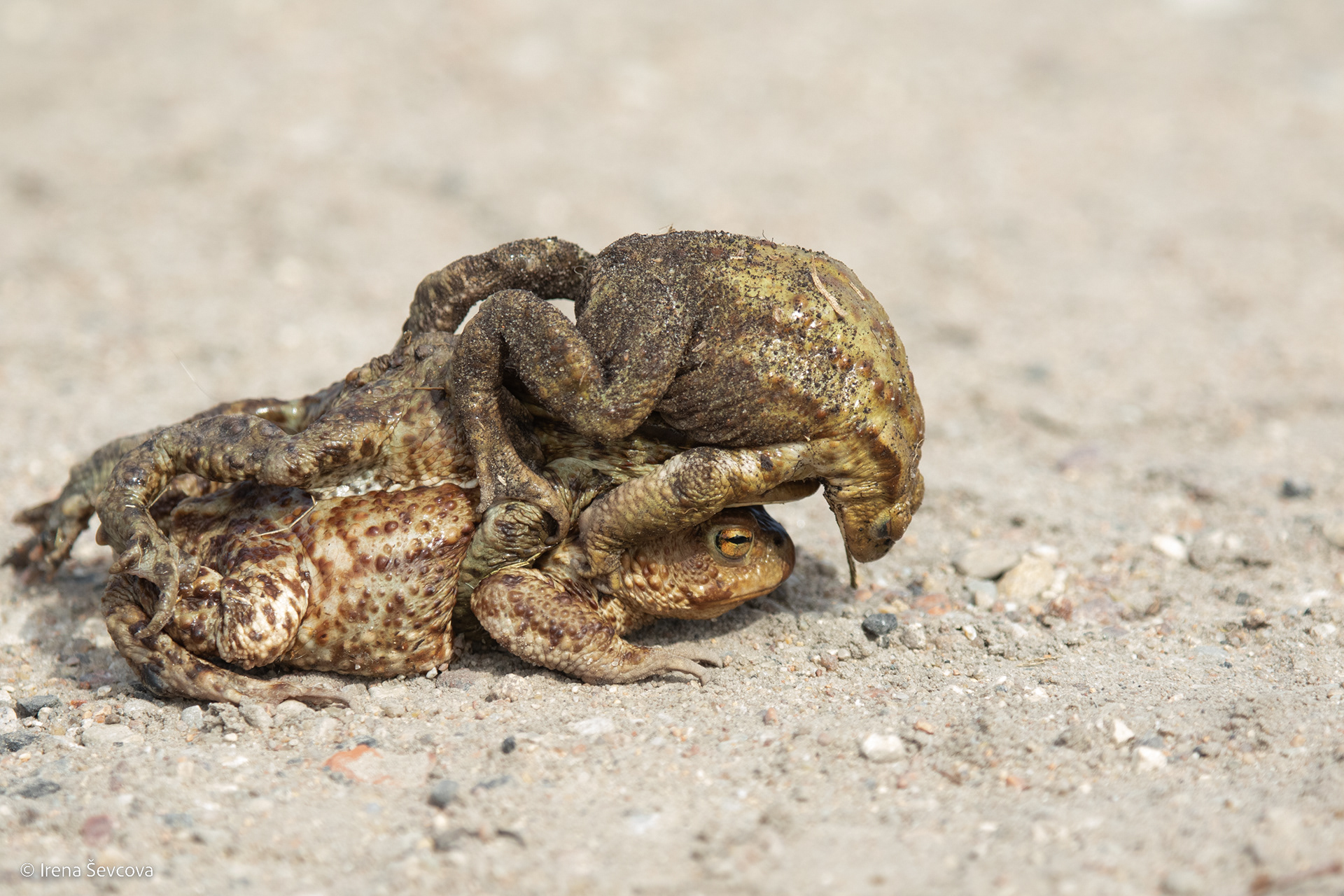 Third Wheel/Trečio Nereikia