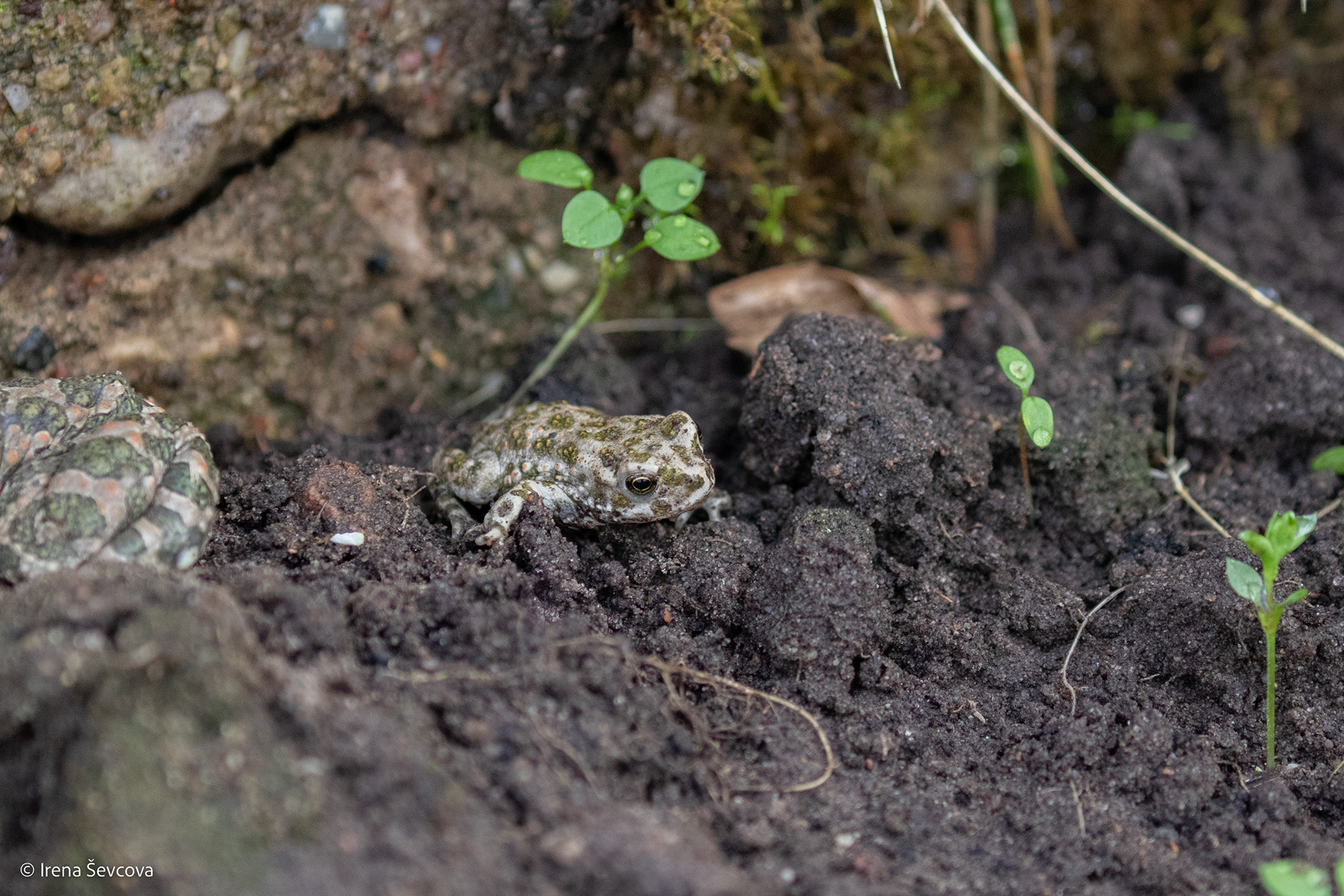 World Exploring/Tyrinėjant Pasaulį