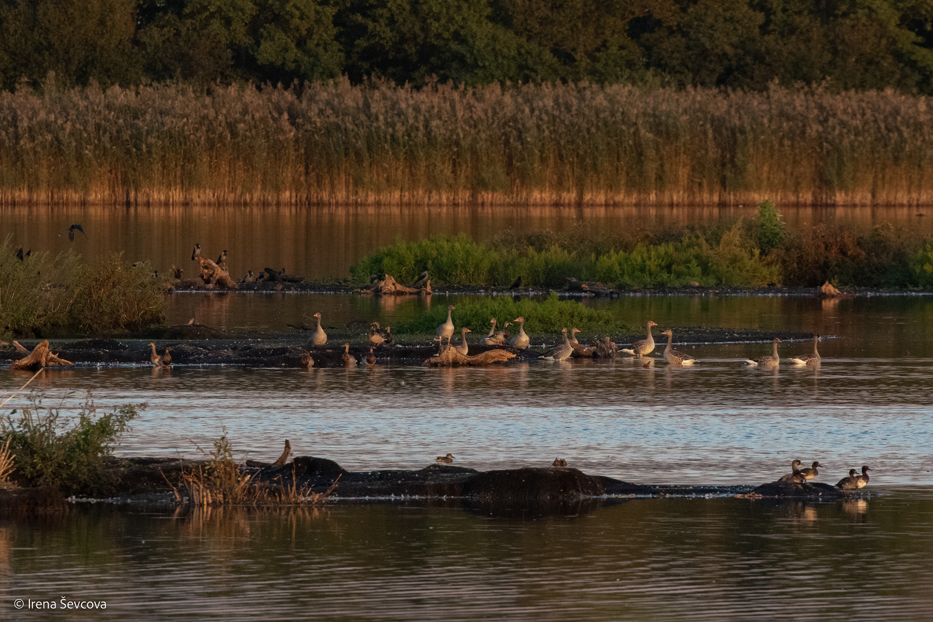 Kintų tvenkiniai/ Ponds of Kintai