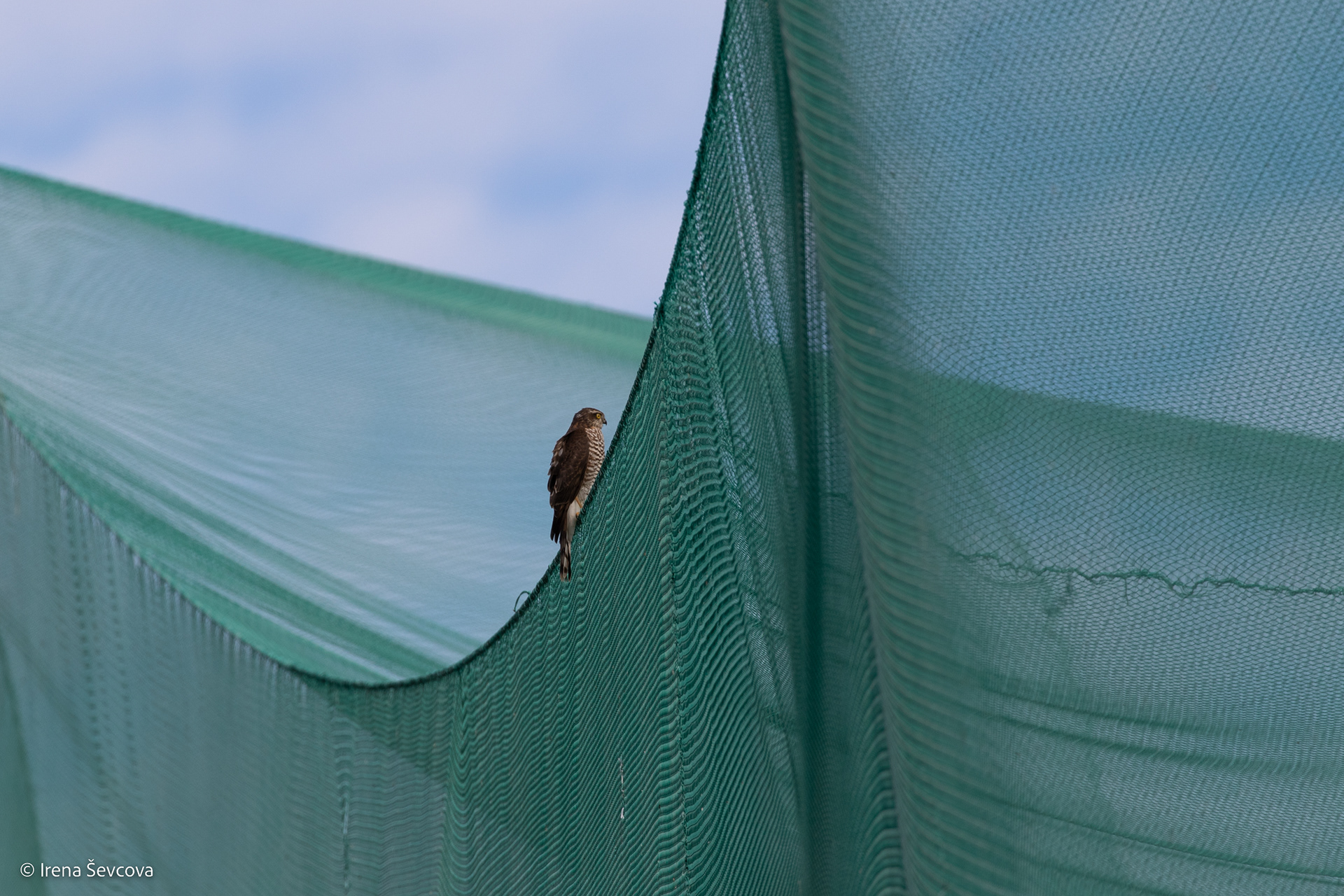 Ornithologist/Ornitologas