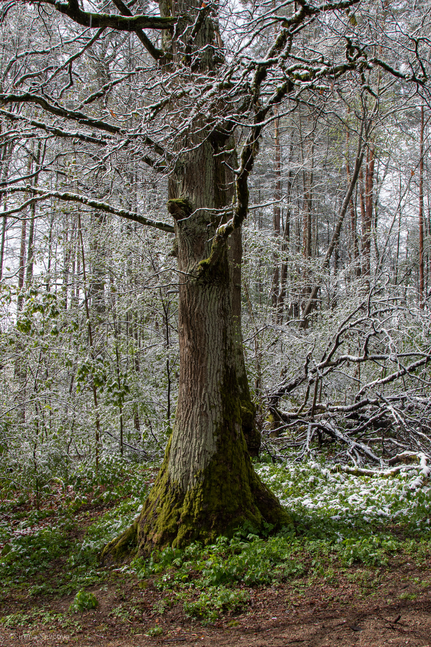Meeting of Seasons