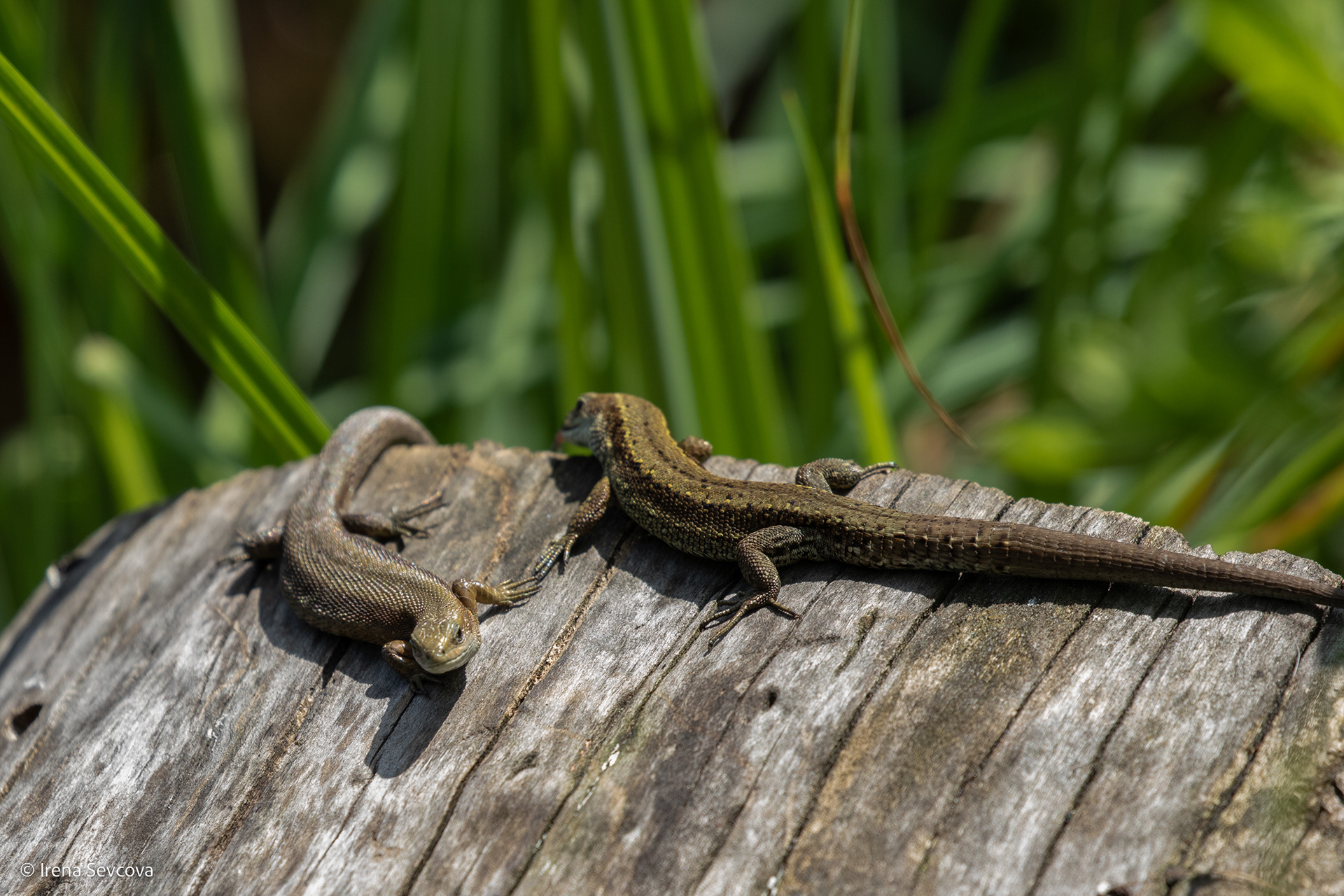 Marry Me, Darling.../Tekėk Už Manęs, Brangioji...