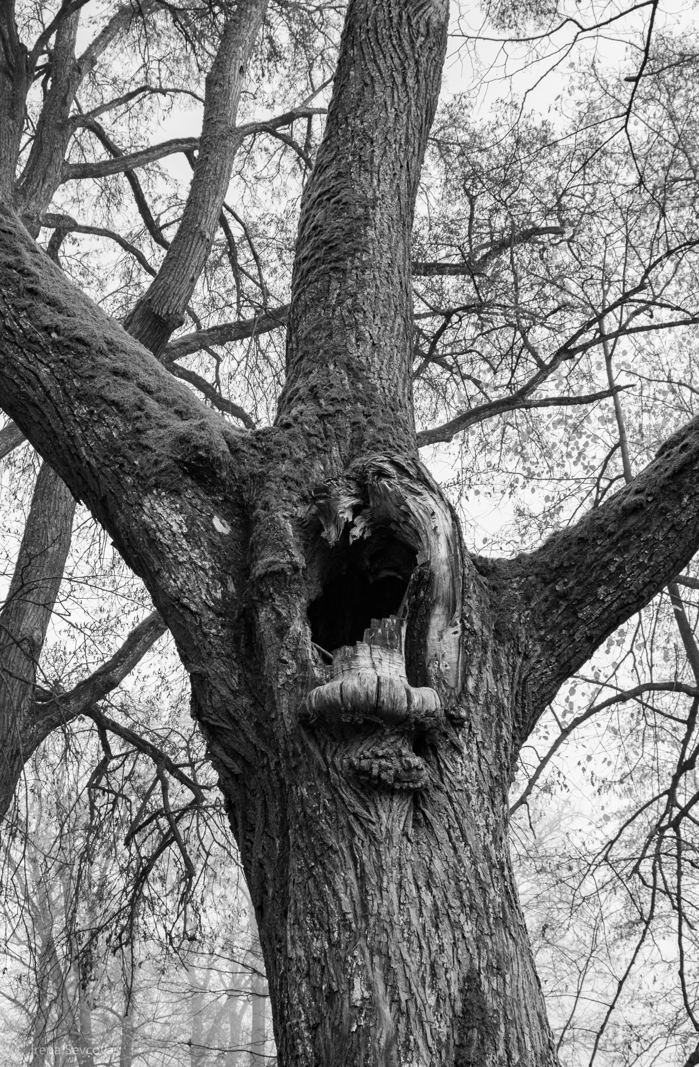 Scream