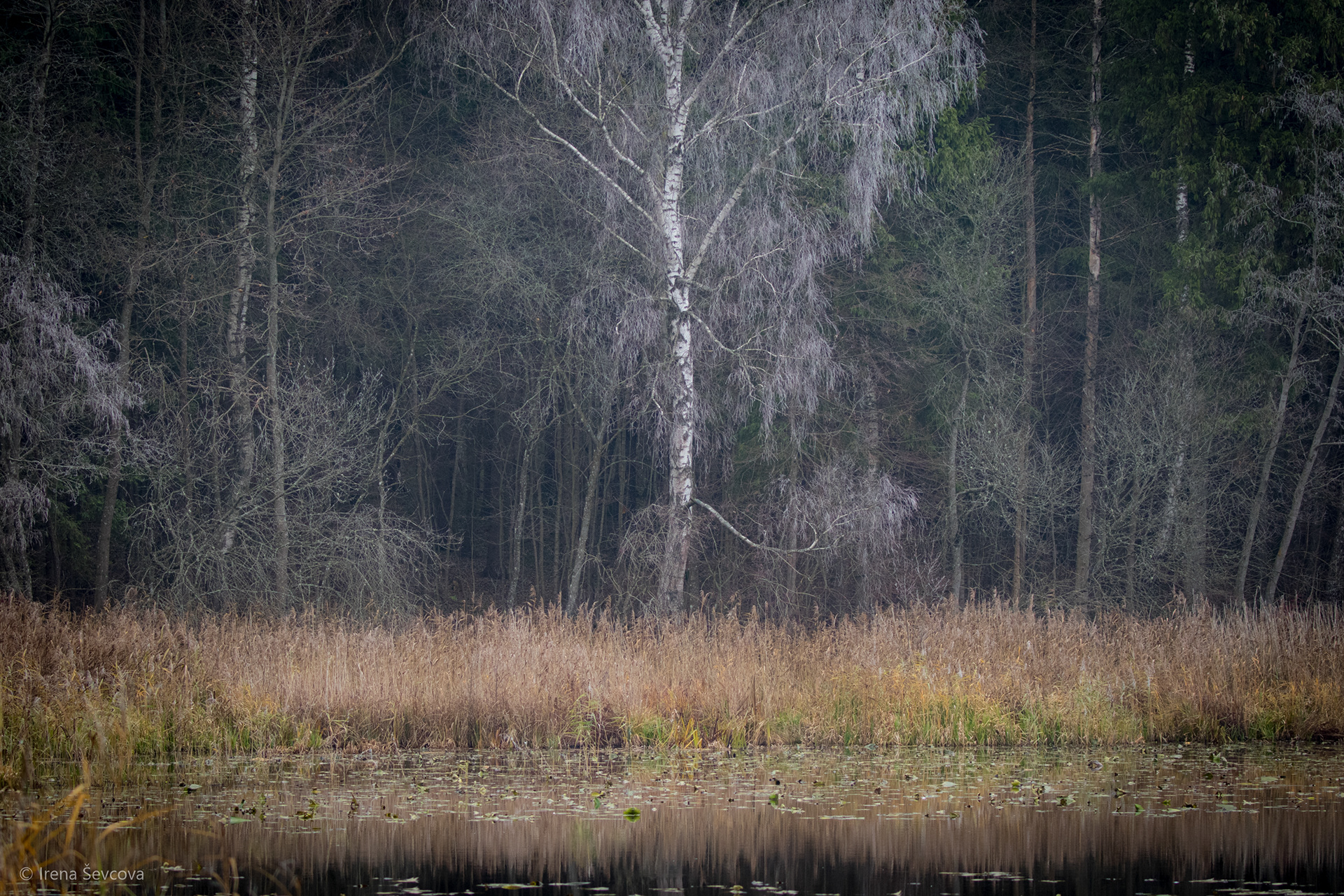 Sound of Silence