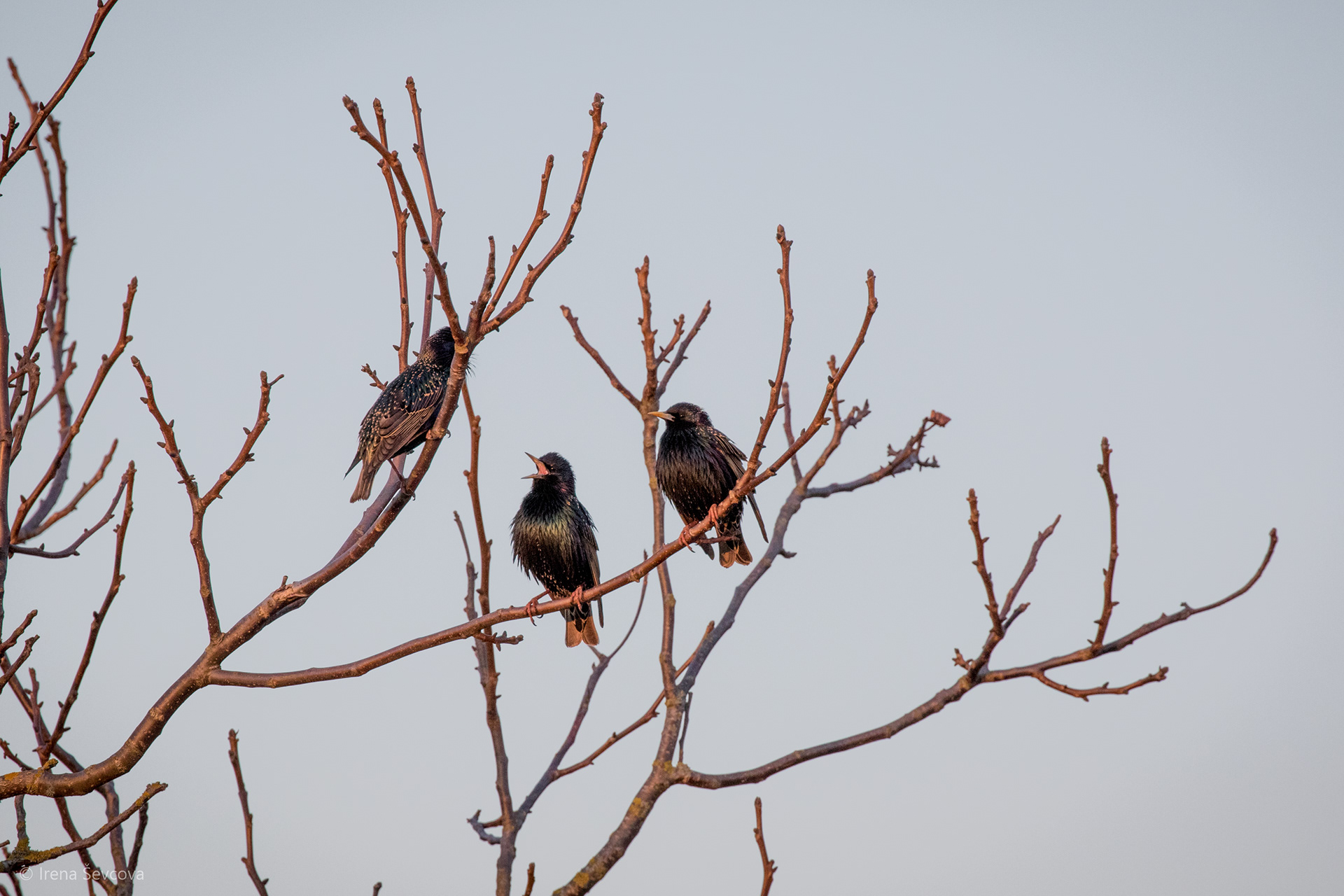 Wallnut Tree Song