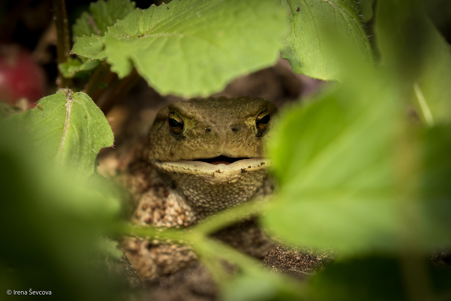 Hey, Mosquitoes/Sveiki, uodai