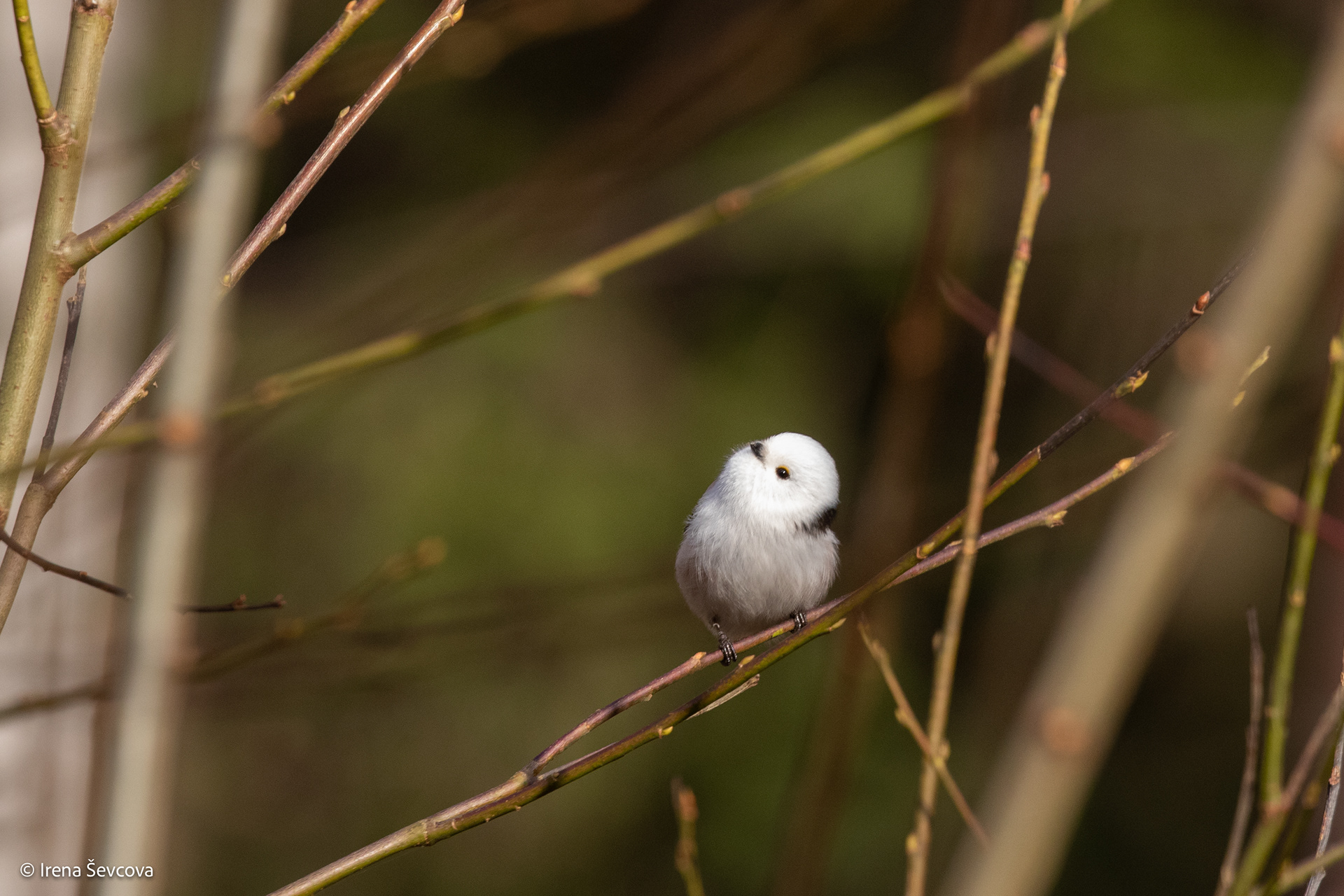Hi, I'm Long-tailed Tit/Sveiki, Aš Esu Ilgauodegė Zylė