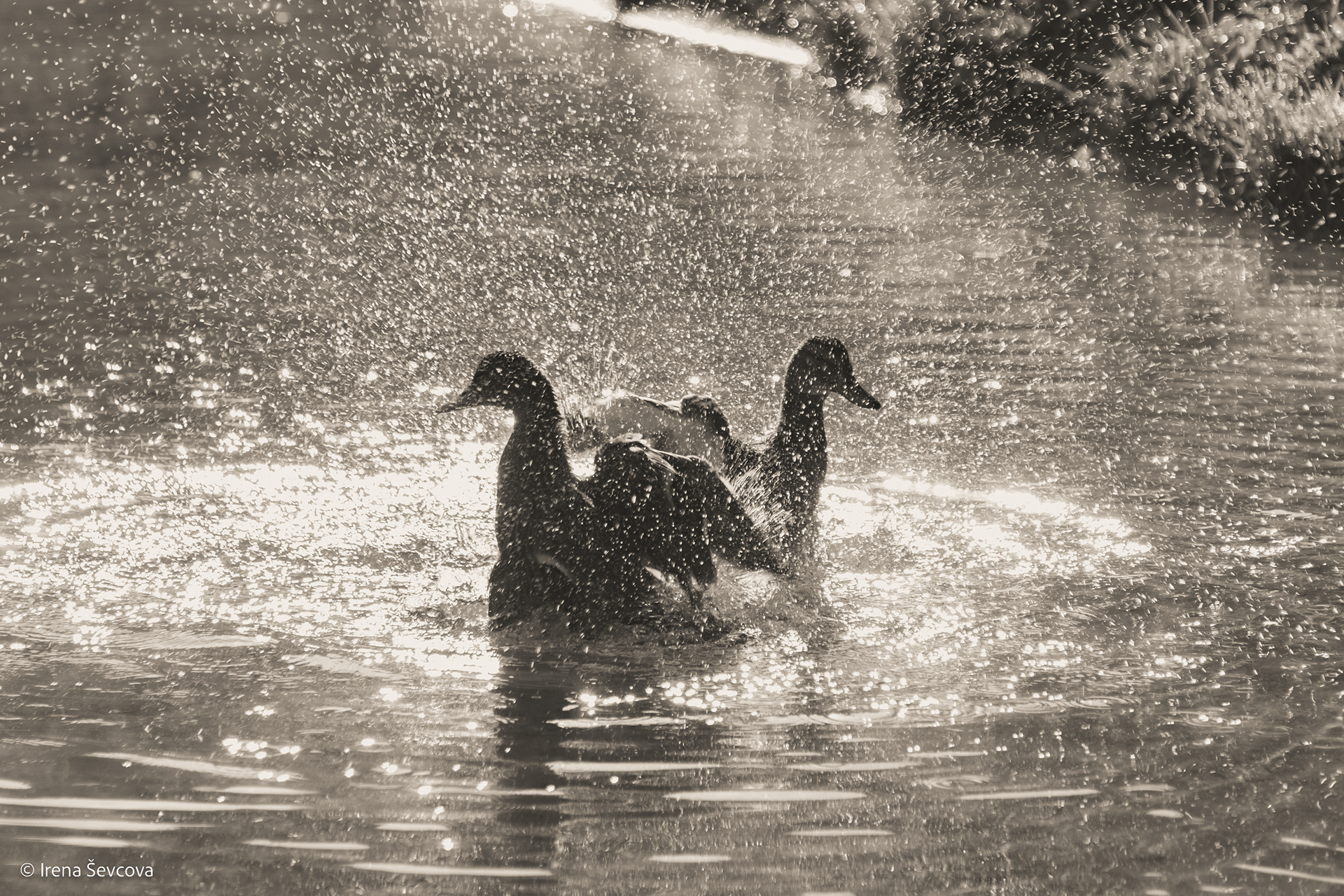 Splash Competition/Purslų Varžybos
