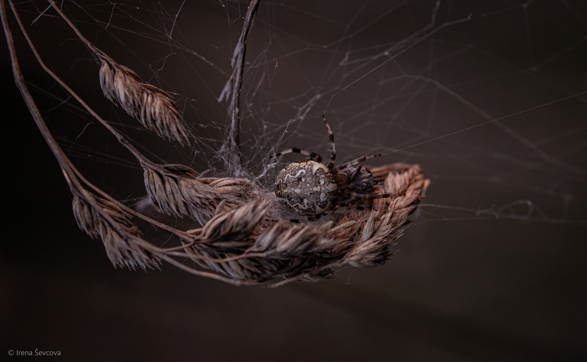 Good Night, Little Spider/Labanakt, Voriukai