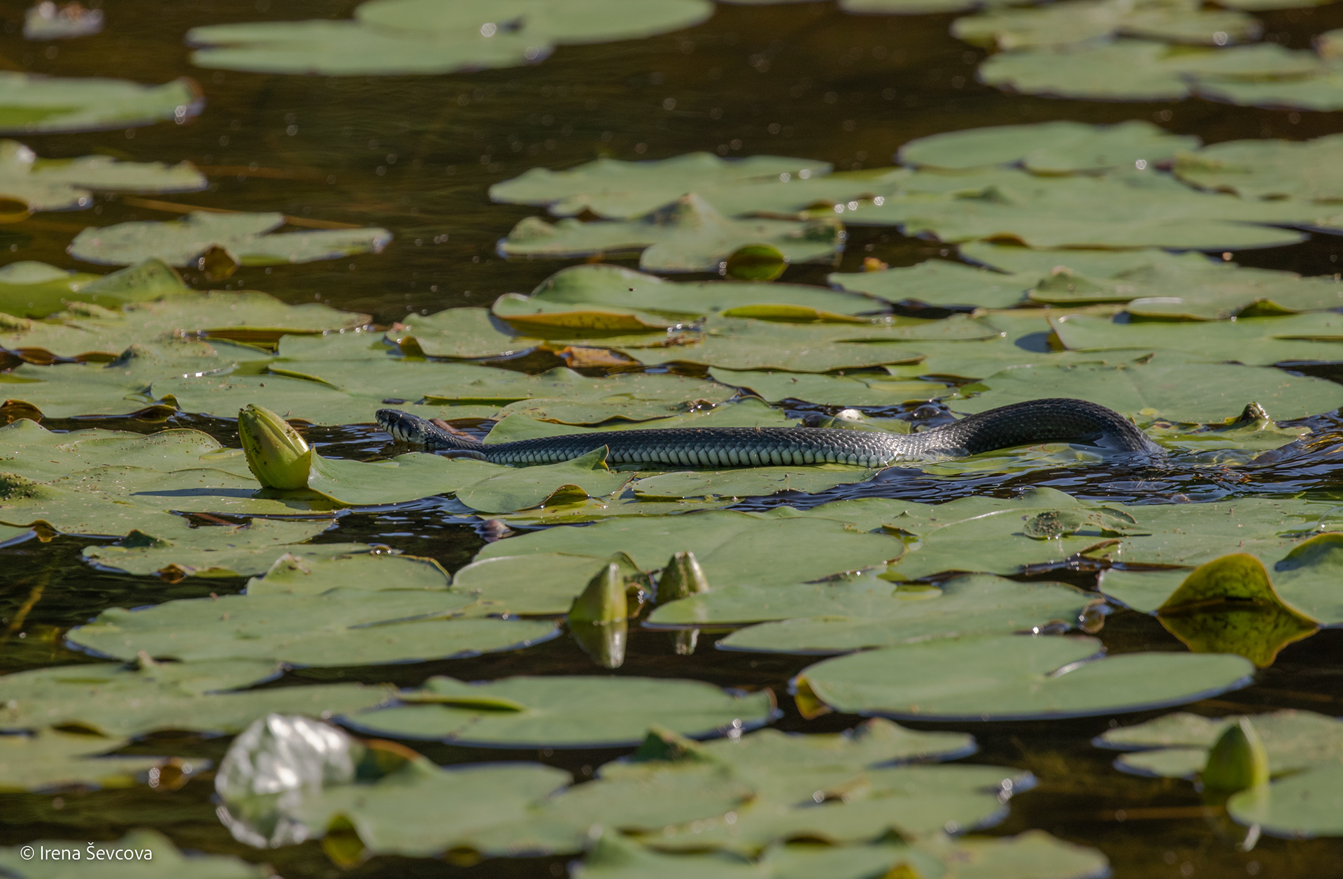 Blue King of Swamp/Melynasis Pelkės Karalius