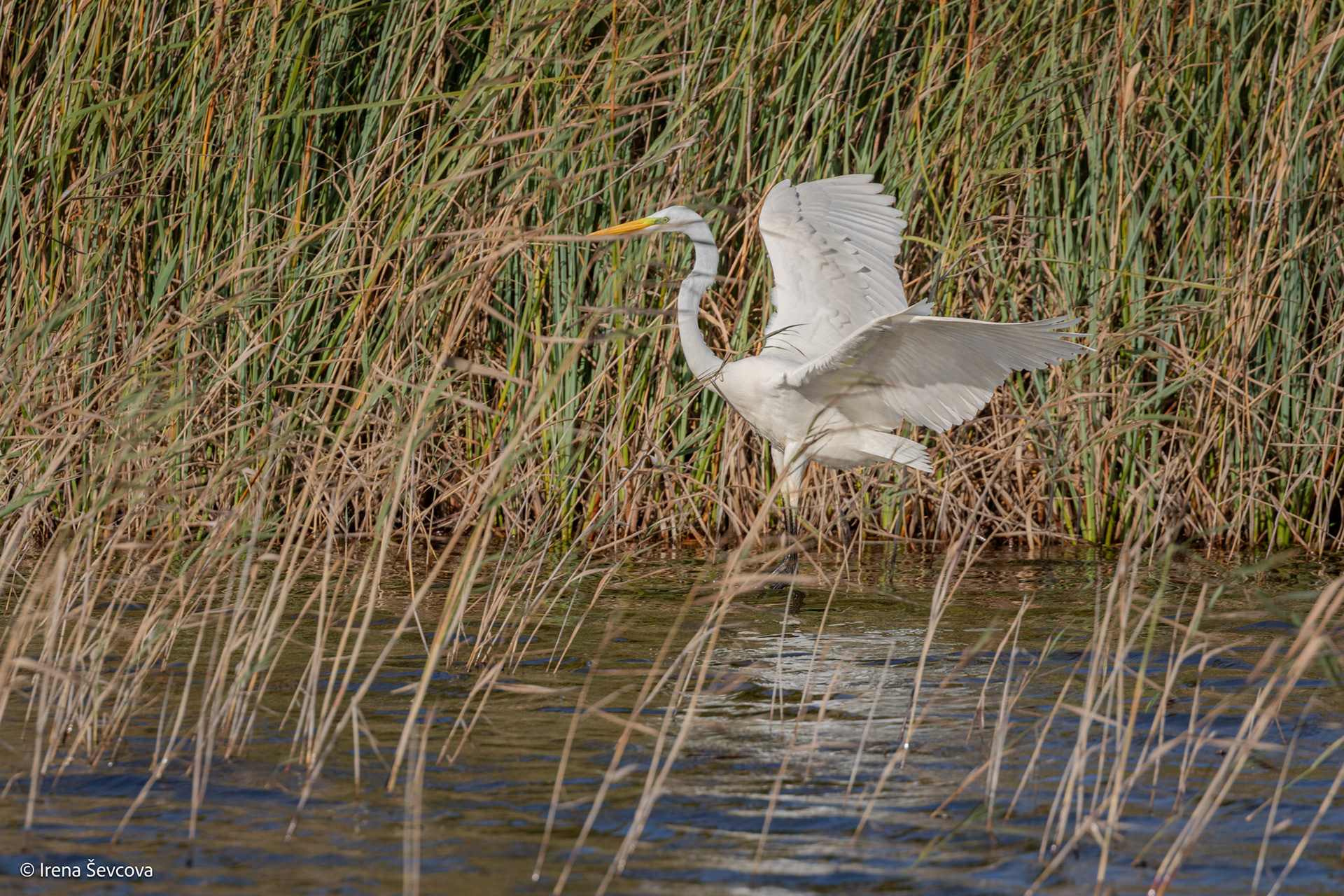 Pakelti nendrinus į dangų