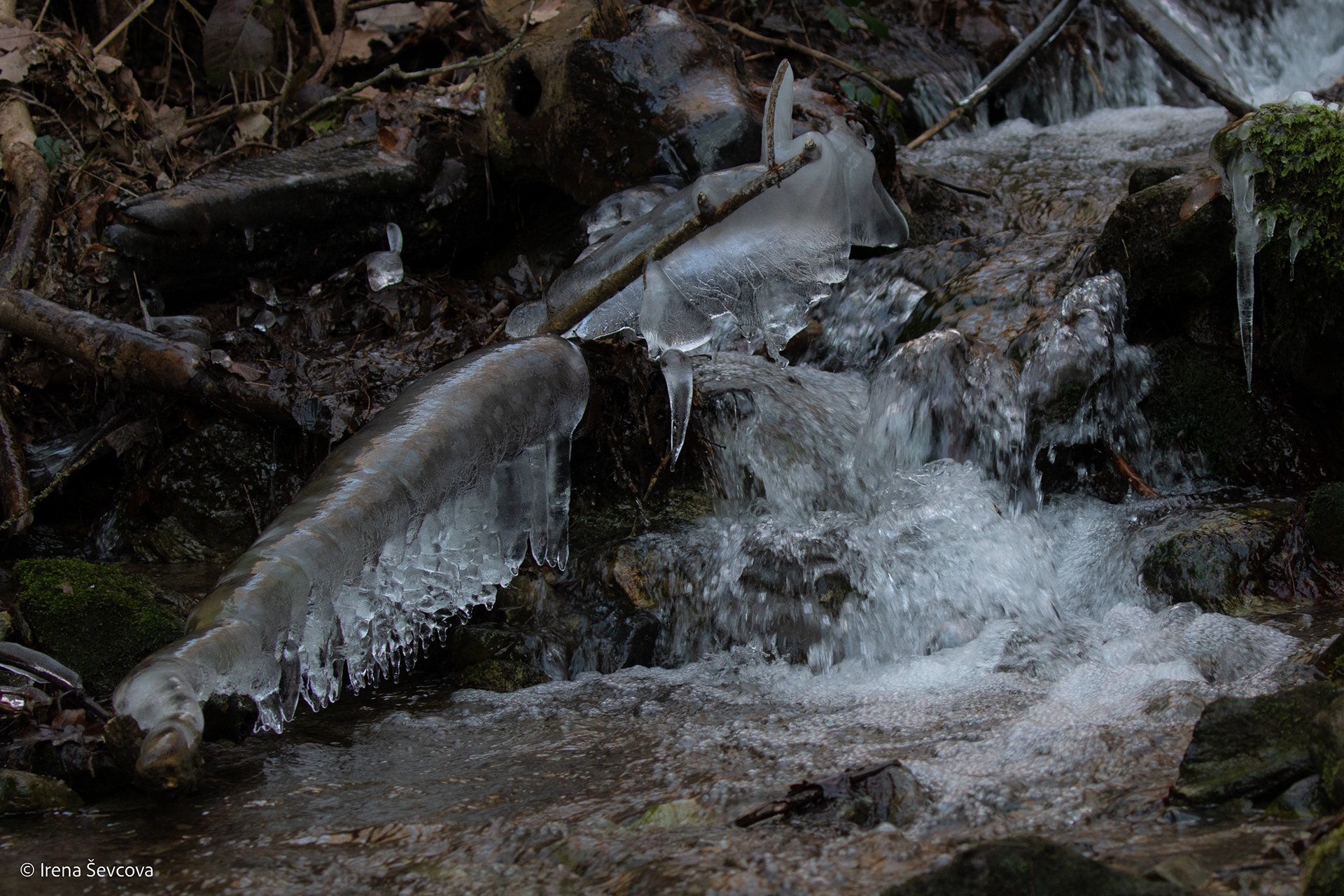 Centipedes/ Šimtakojai