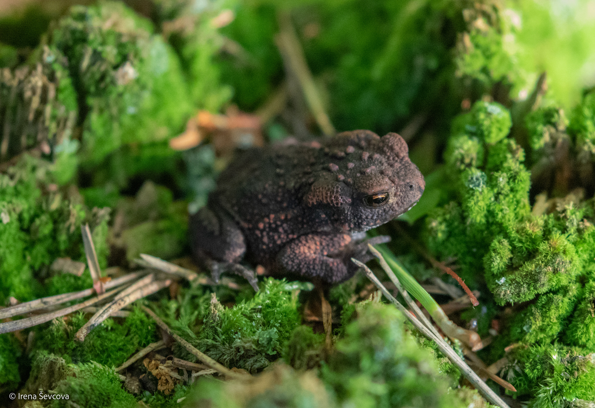 Little Prince/Mažasis Princas