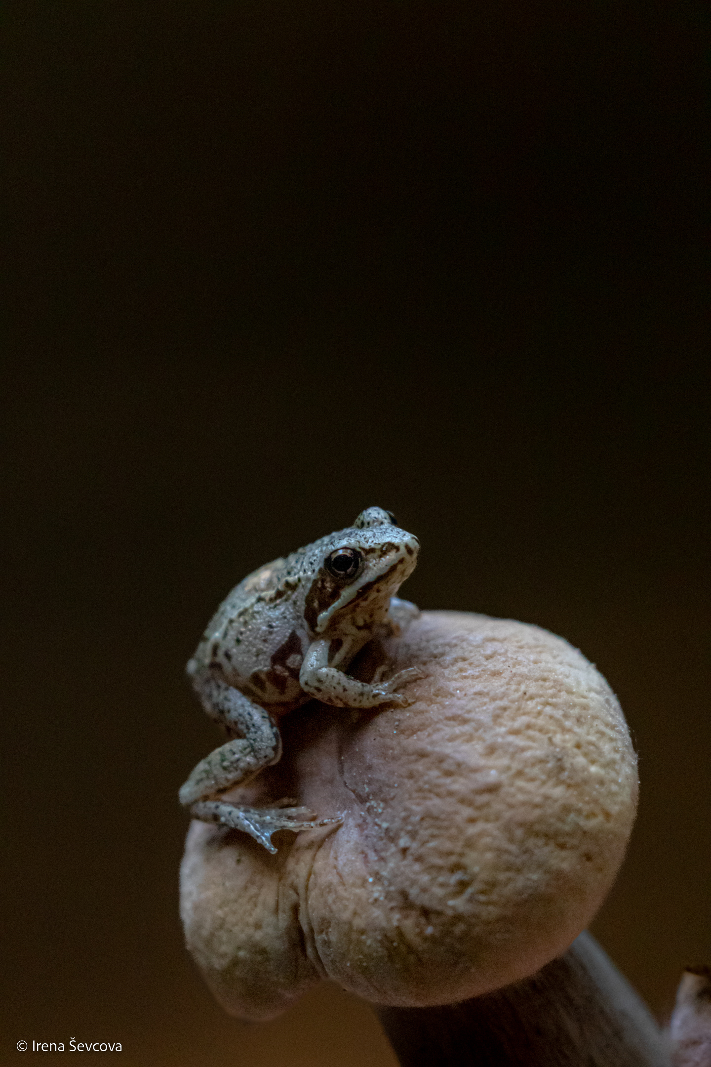 Life In Darkness/Gyvenimas Tamsoje