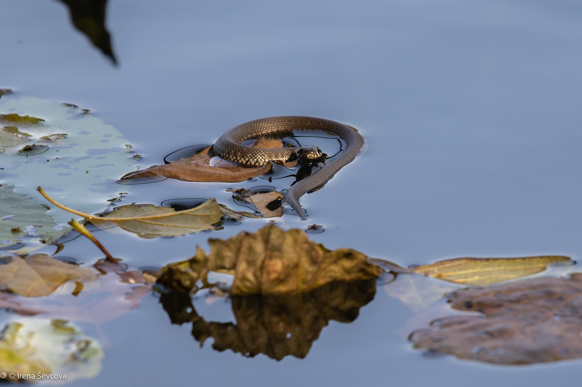 Where Is Summer?/O Kur Vasara?