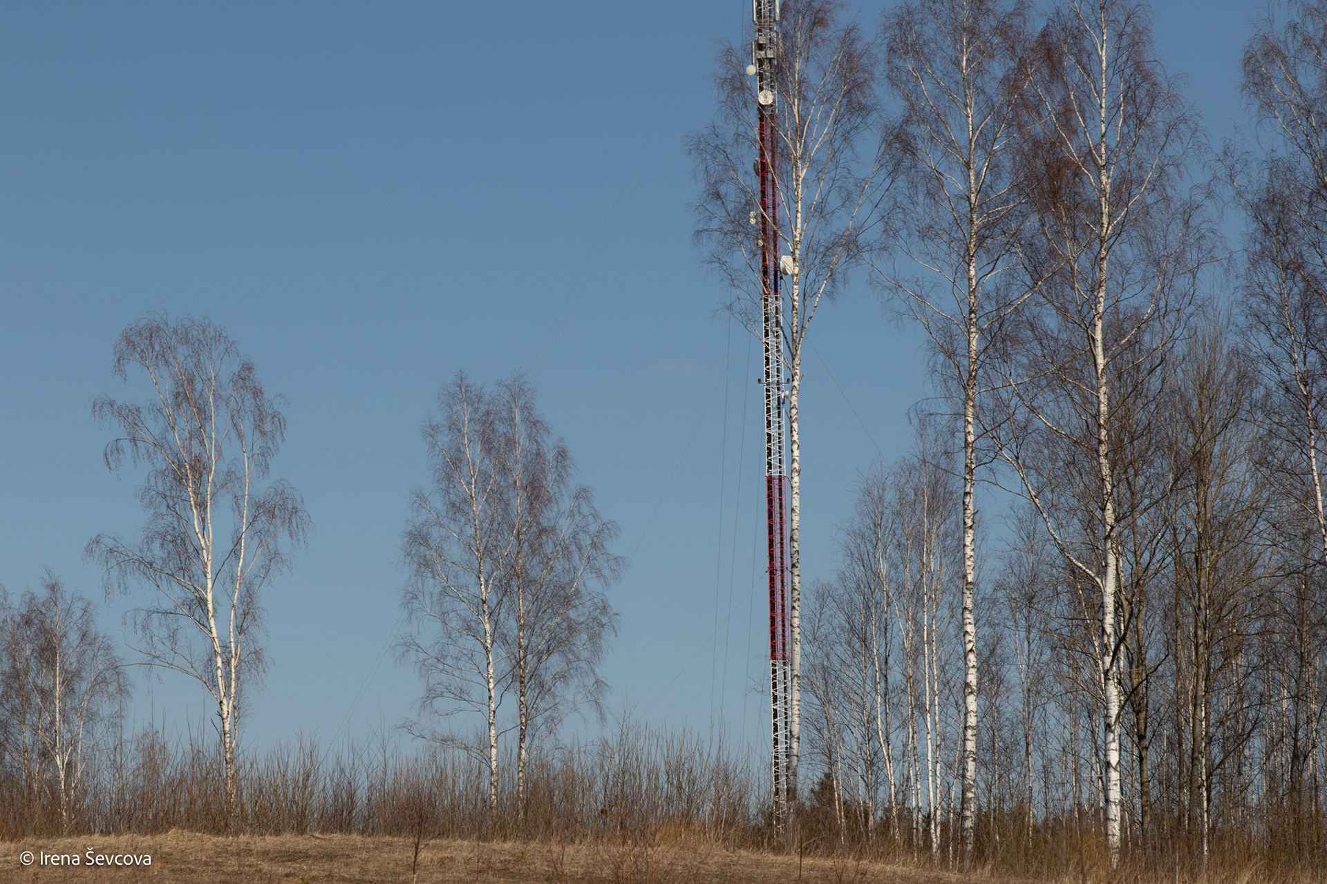 New-Forest