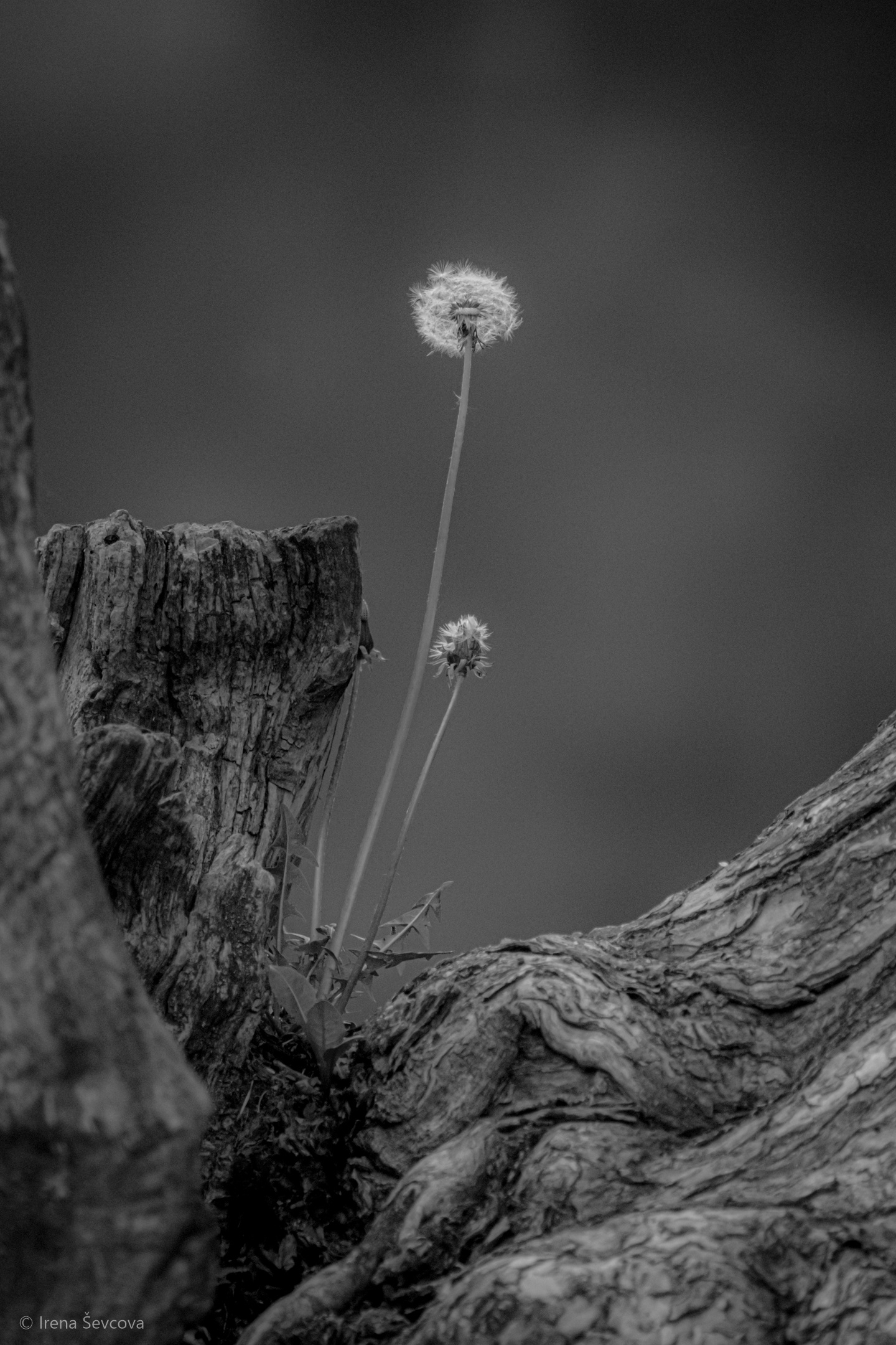 Lightness of Being