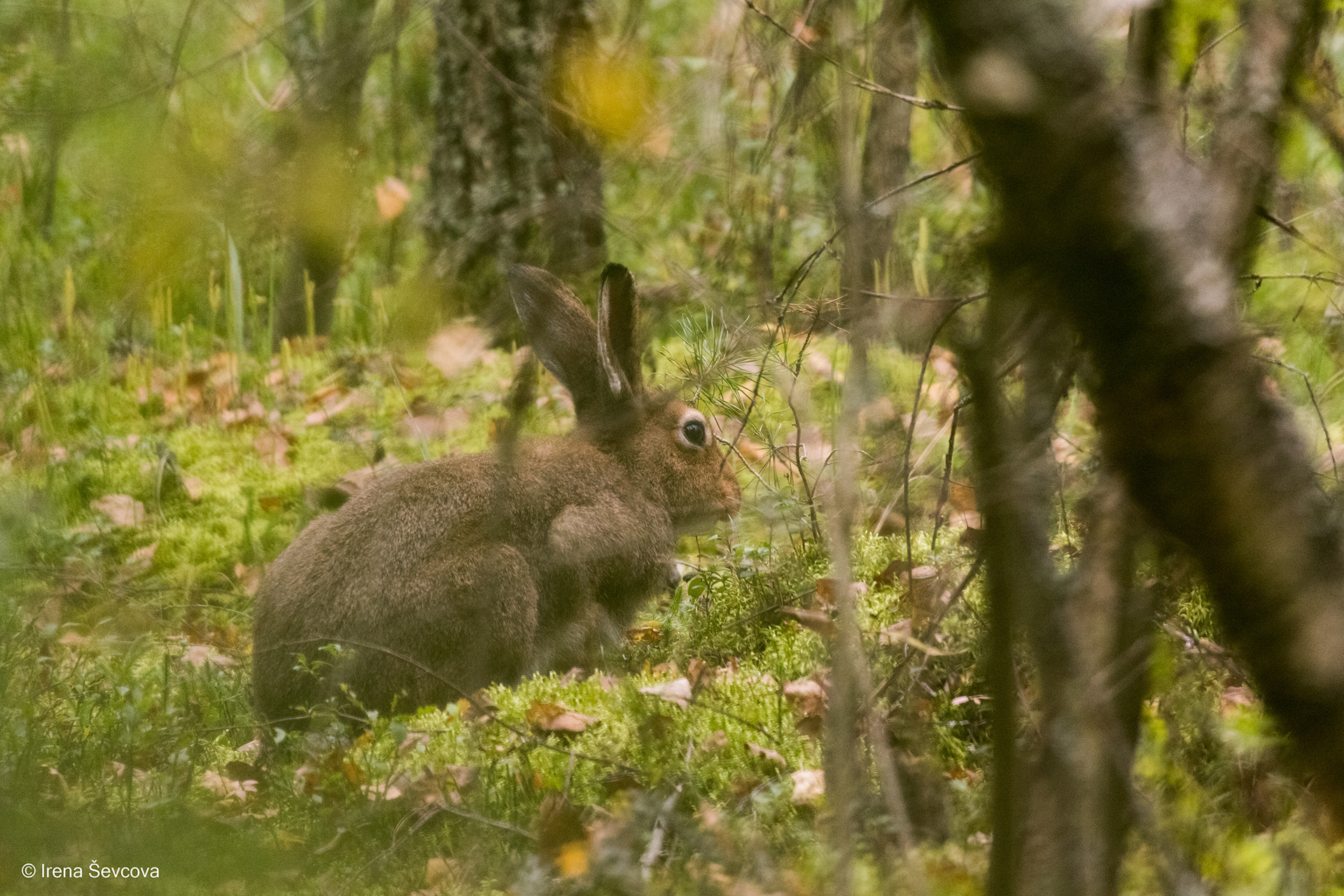 Picking  Mushrooms  Together