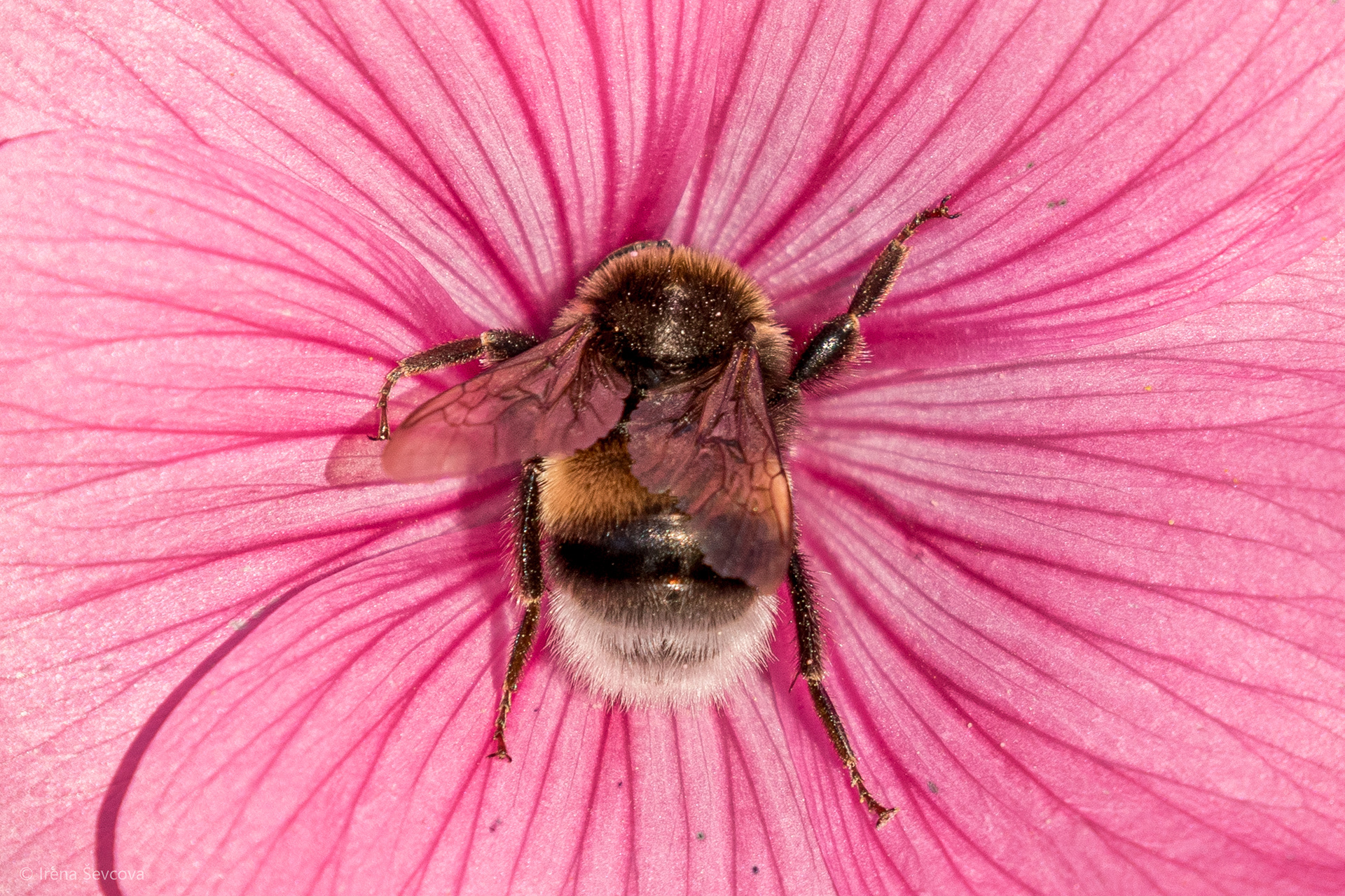Flower Tango/Tango Su Gėle