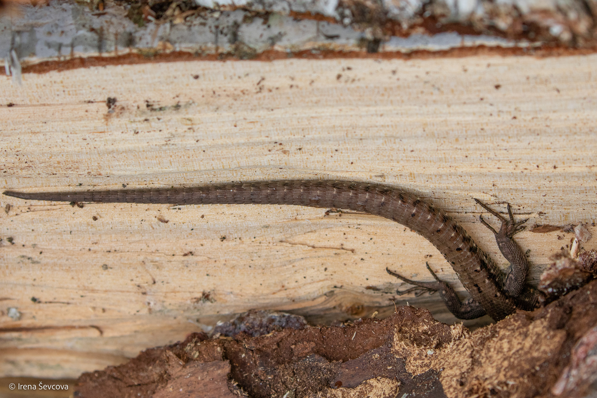 Life With Tail/ Gyvenimas Su Uodega