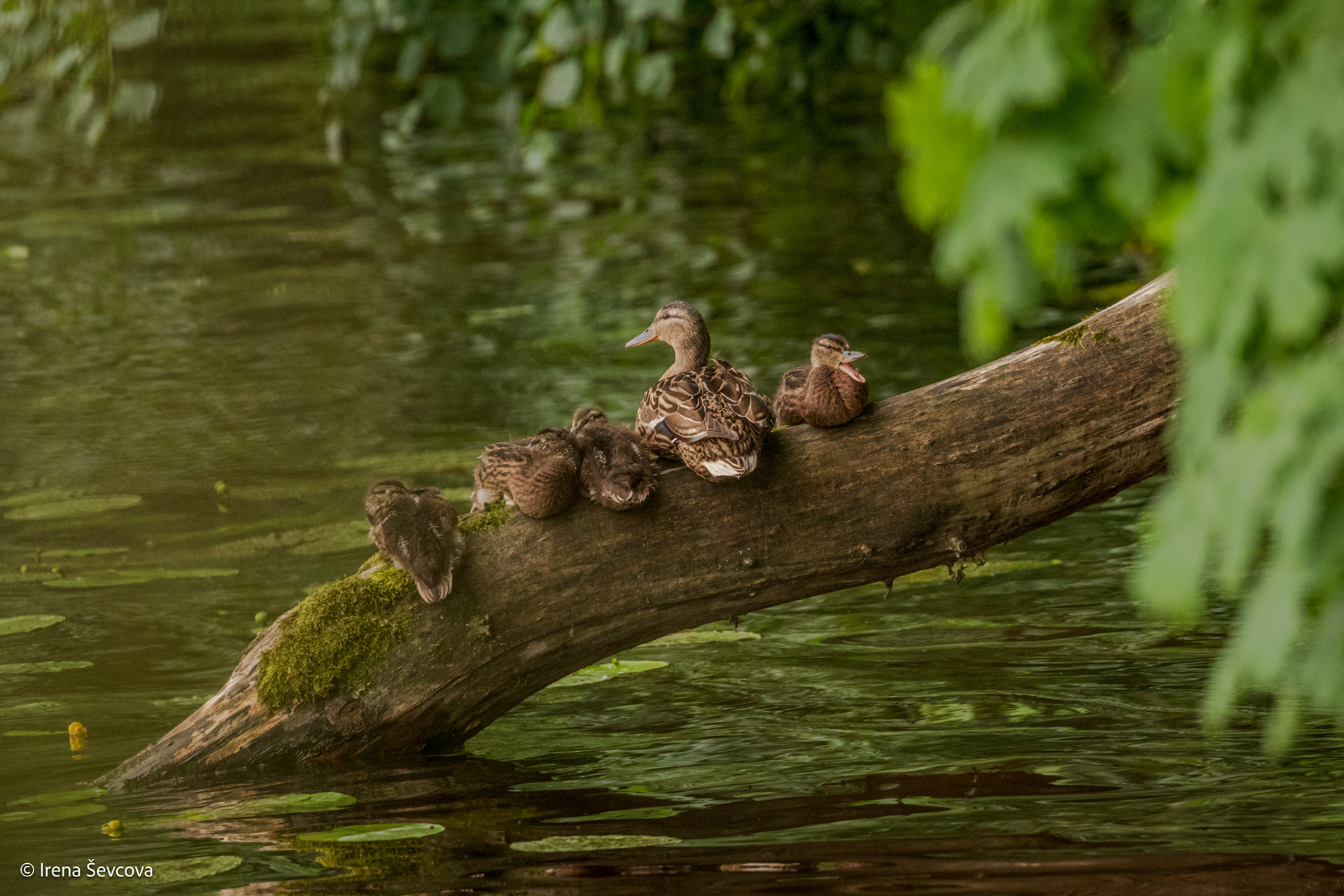 Vaikų darželis: vienas nemiega