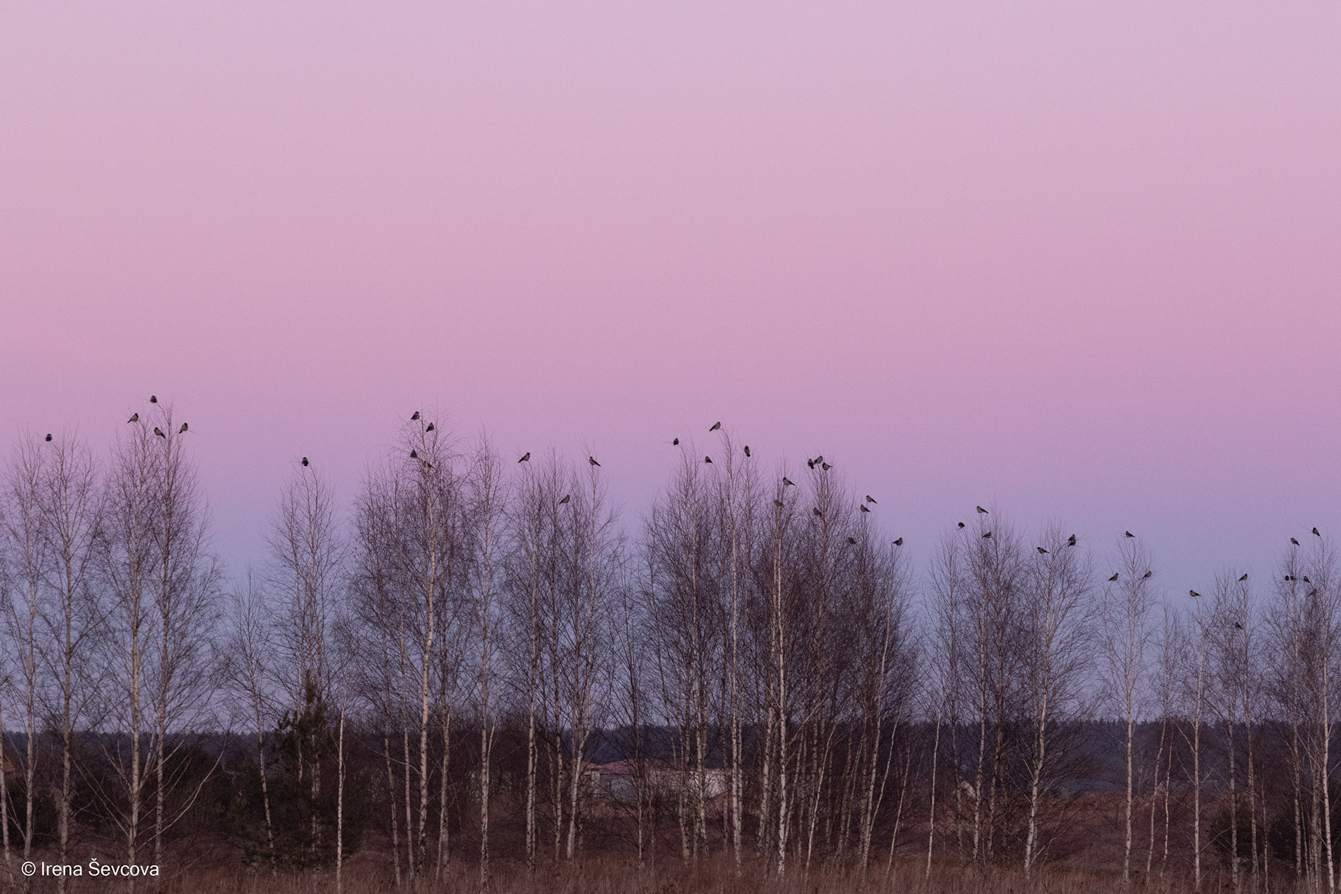 New Settlers/Naujakuriai