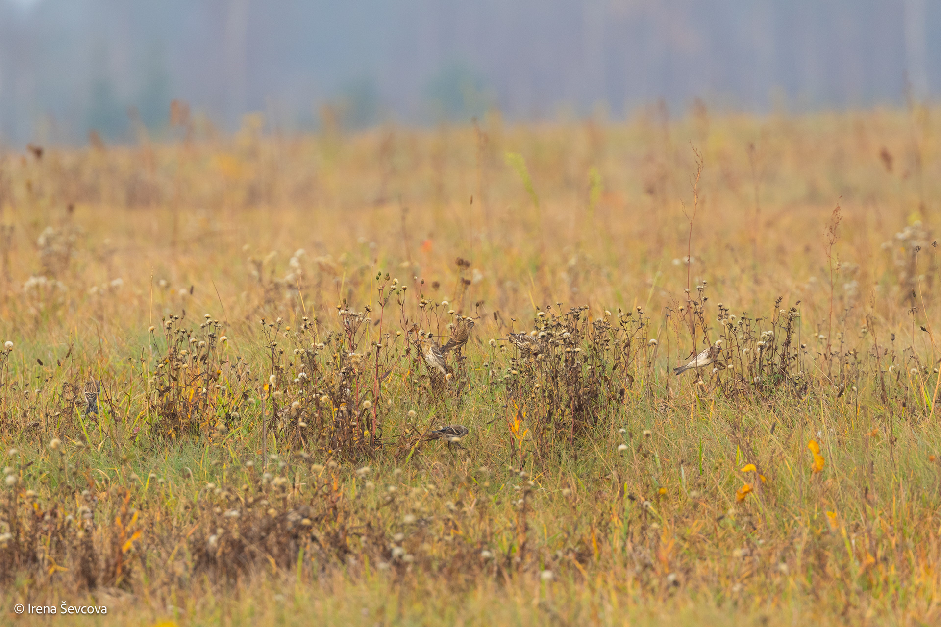 Numatomi čimčakų gūsiai