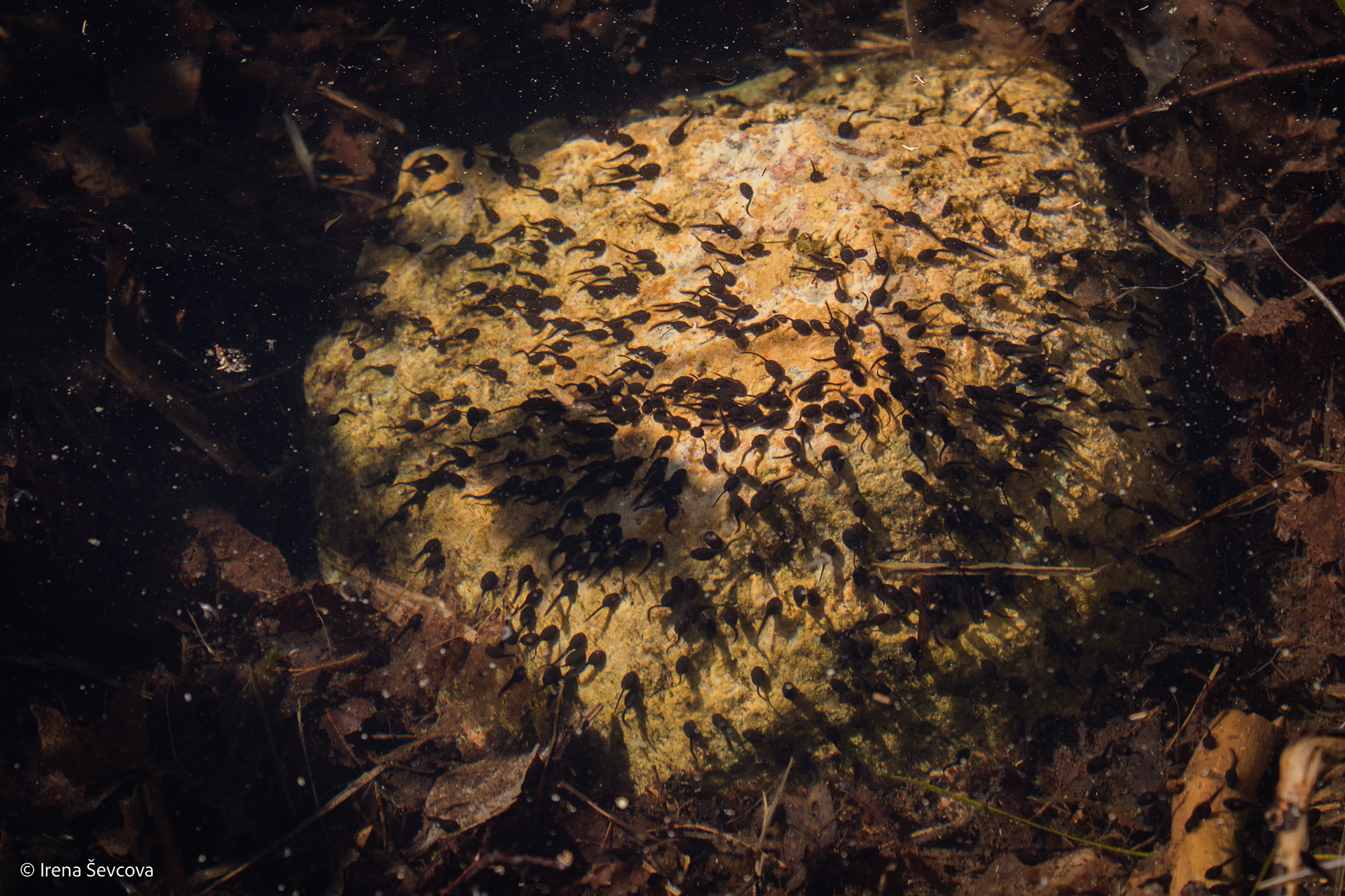 Inhabited Island/Apgyvendinta Sala