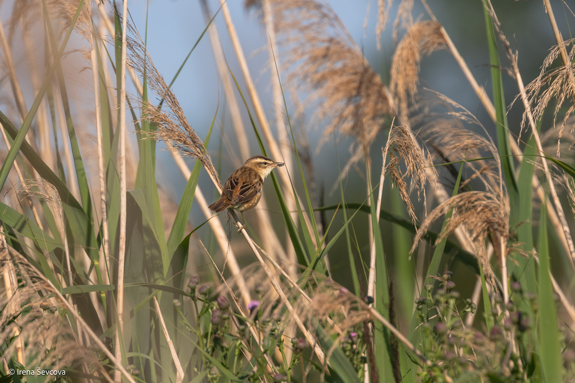 Nematomi smulkūs darbeliai