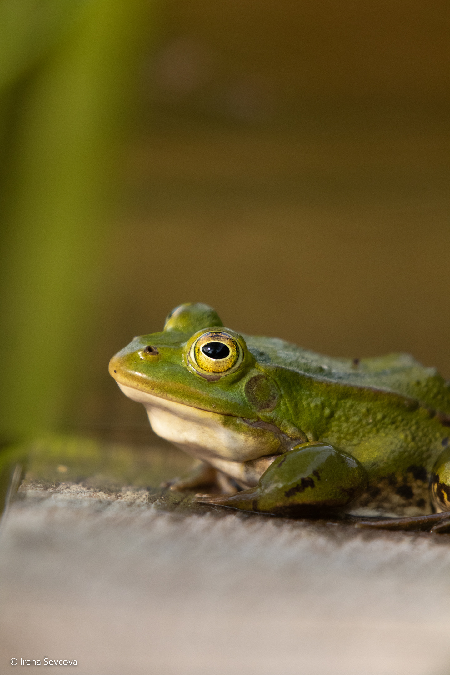 Summer Outfit/Vasaros Autfitas
