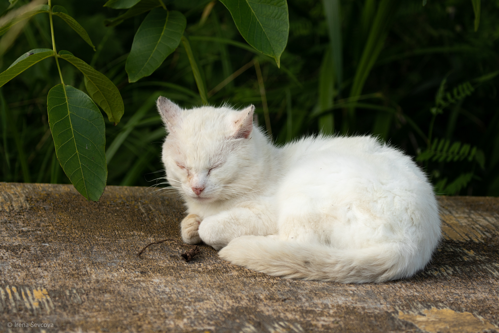 Cure for Insomnia: Look at the Picture 5 min