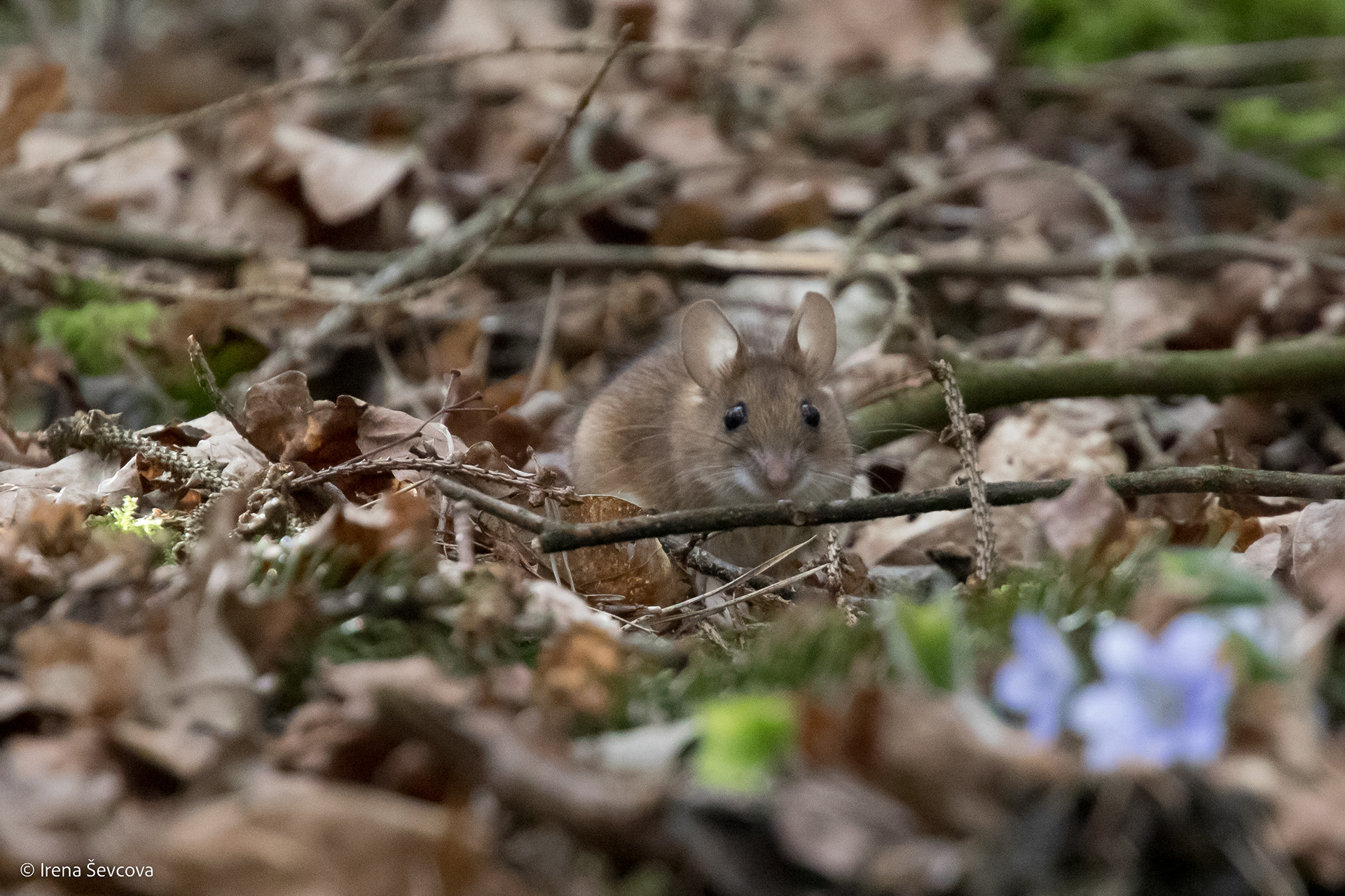 Spring:Time To Wake Up/ Pavasaris: Laikas Keltis