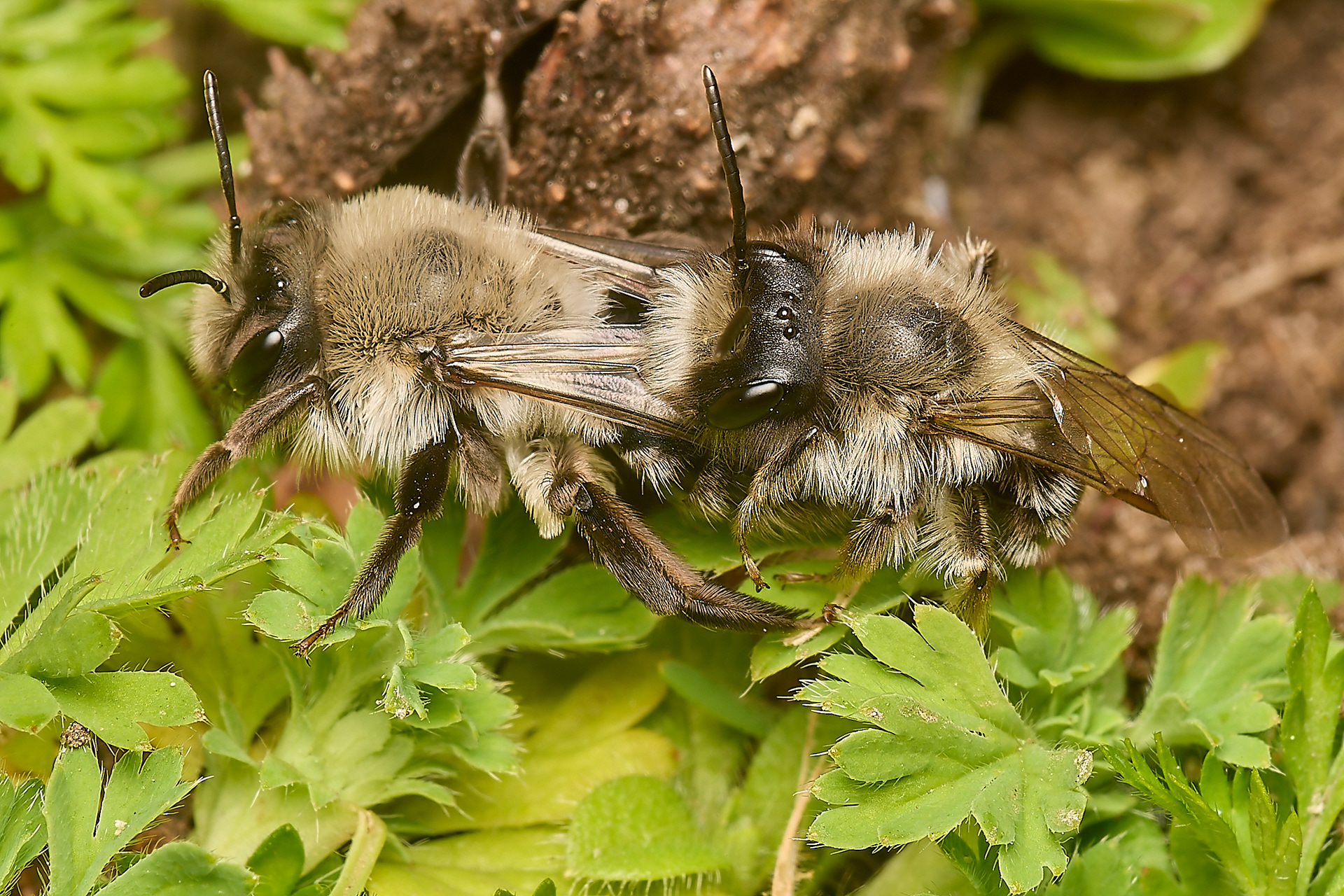 Grey - backed Mining Bee ♀︎&♂︎ (Andrena vega) Norwich