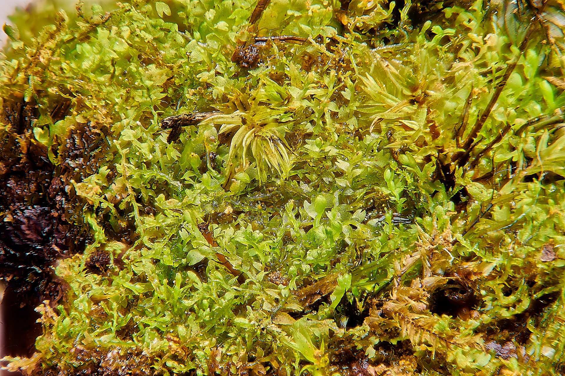 Inflated Notchwort (Gymnocolea inflata) Ling Common