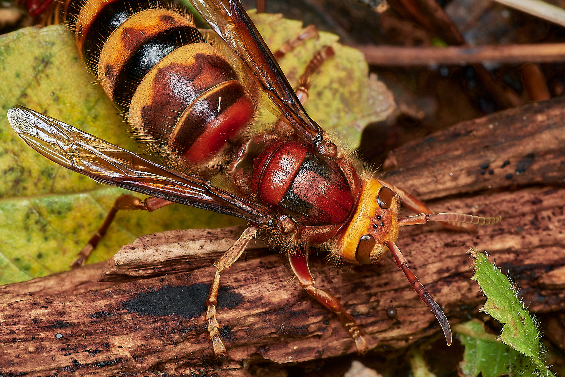 European Hornet (Vespa crabro) Ken Hill